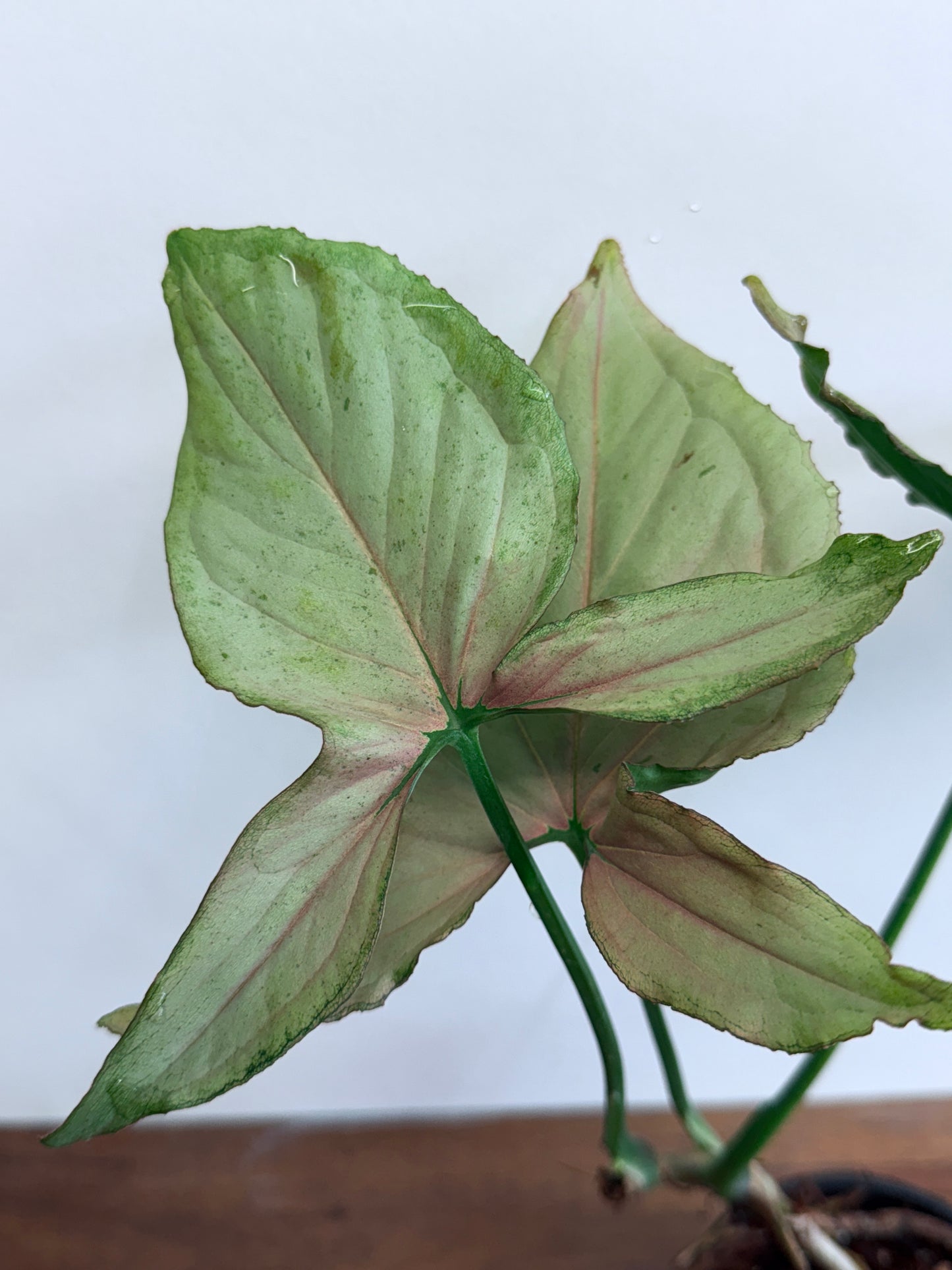 Syngonium Pink Passion/ NOID M20