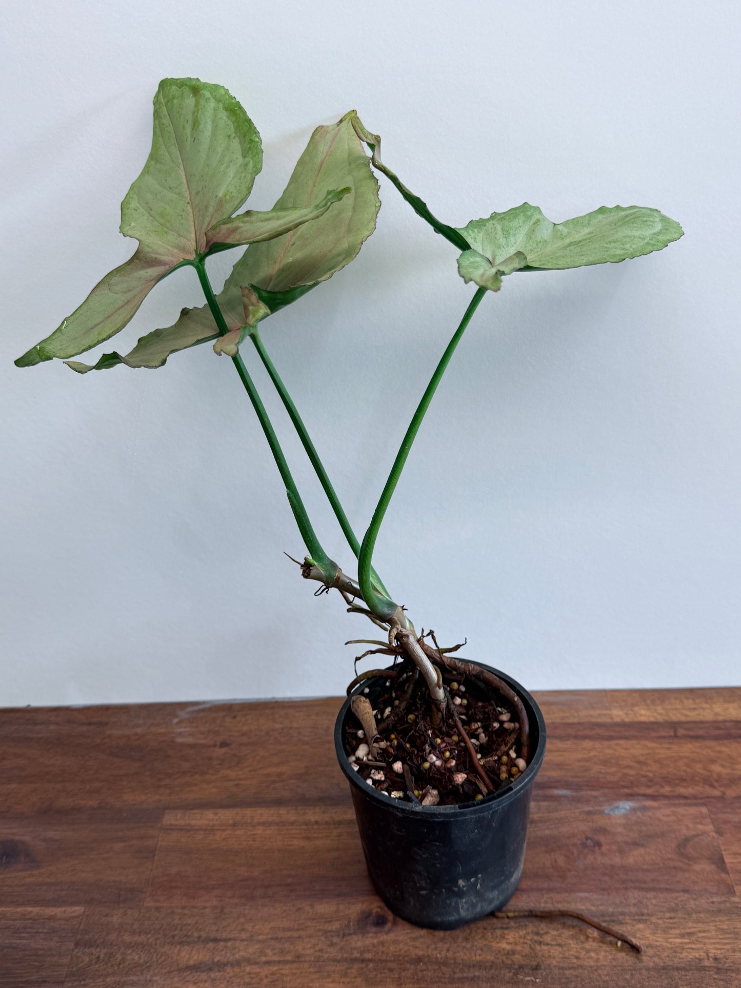 Syngonium Pink Passion/ NOID M20
