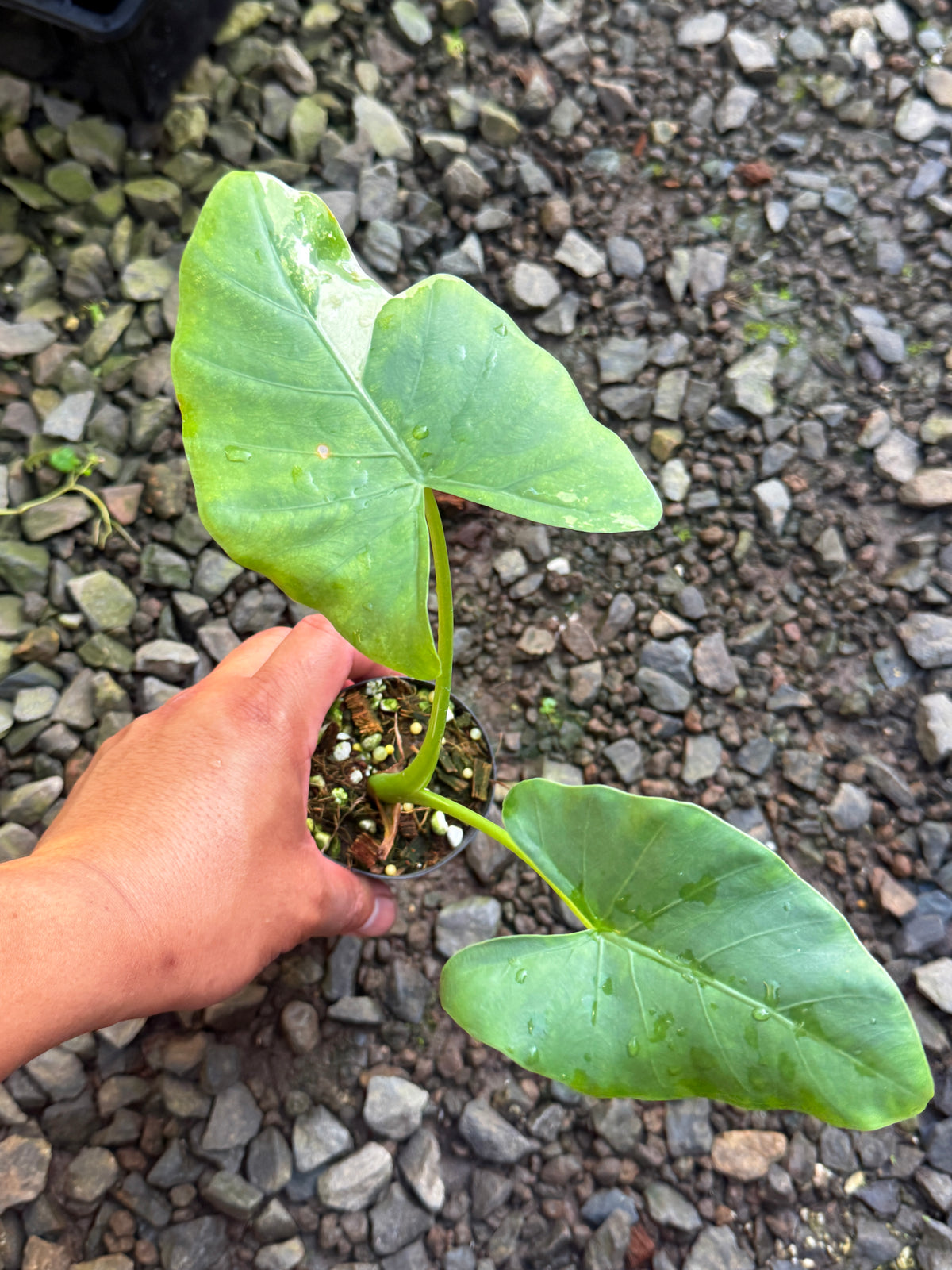 Alocasia 'Variegated Elephant's Ear' T79