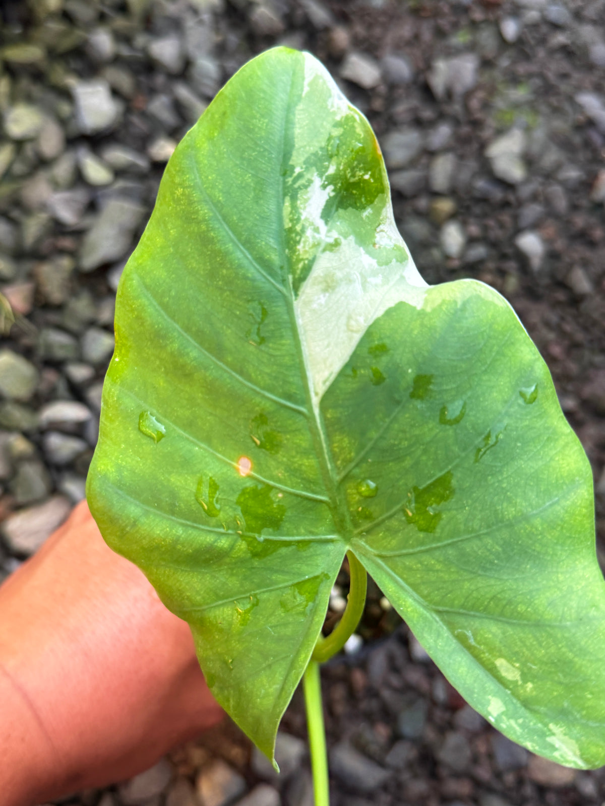 Alocasia 'Variegated Elephant's Ear' T79