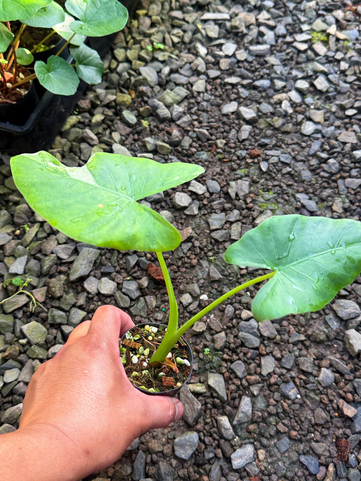 Alocasia 'Variegated Elephant's Ear' T79