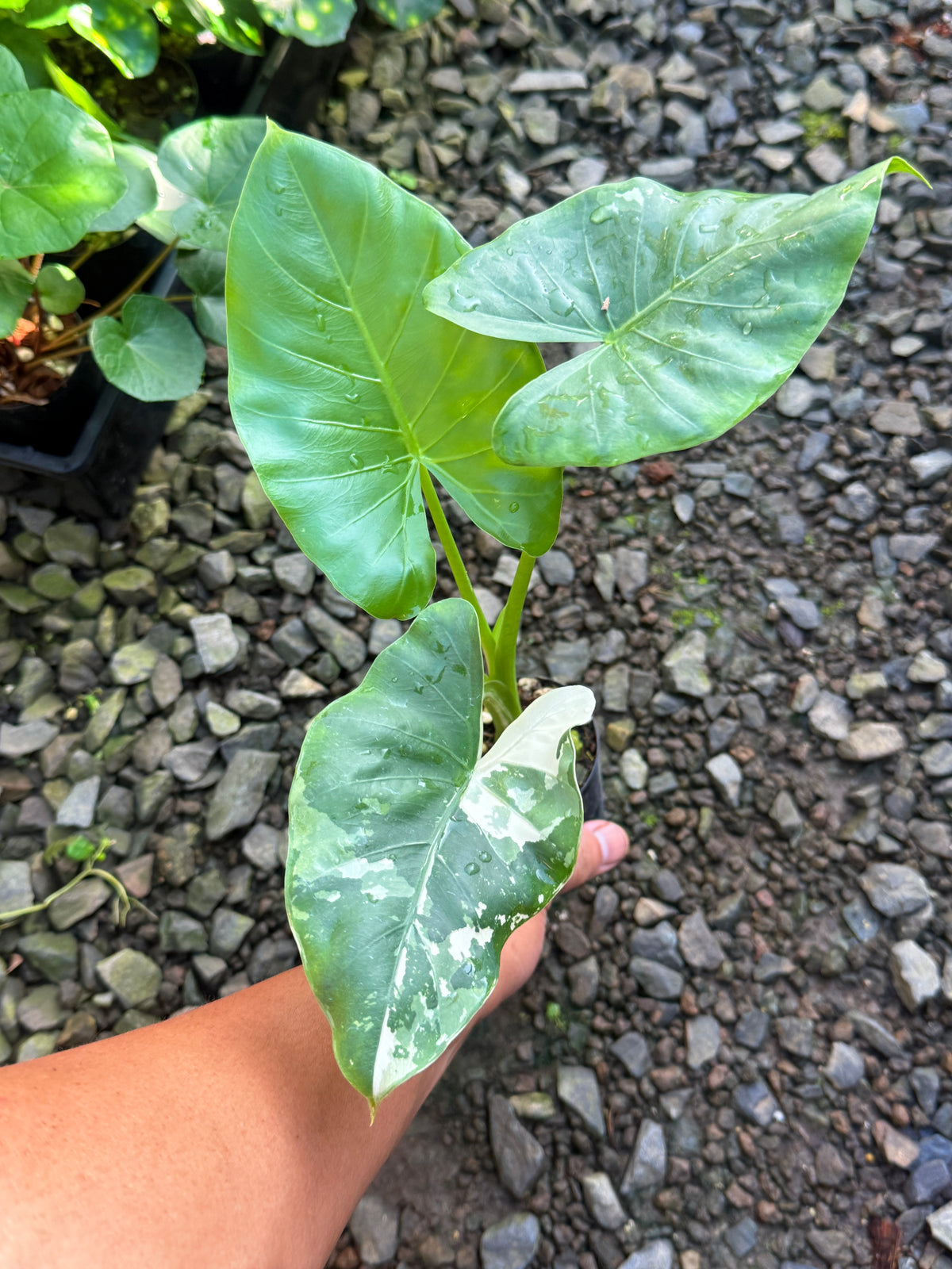 Alocasia 'Variegated Elephant's Ear' T80