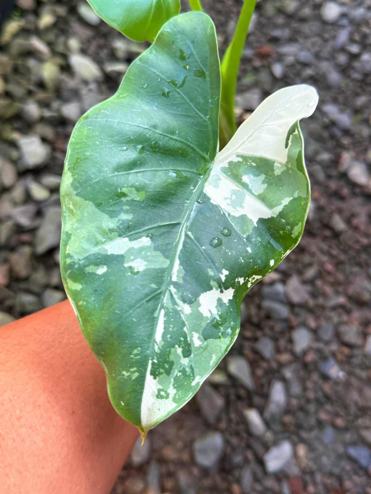 Alocasia 'Variegated Elephant's Ear' T80