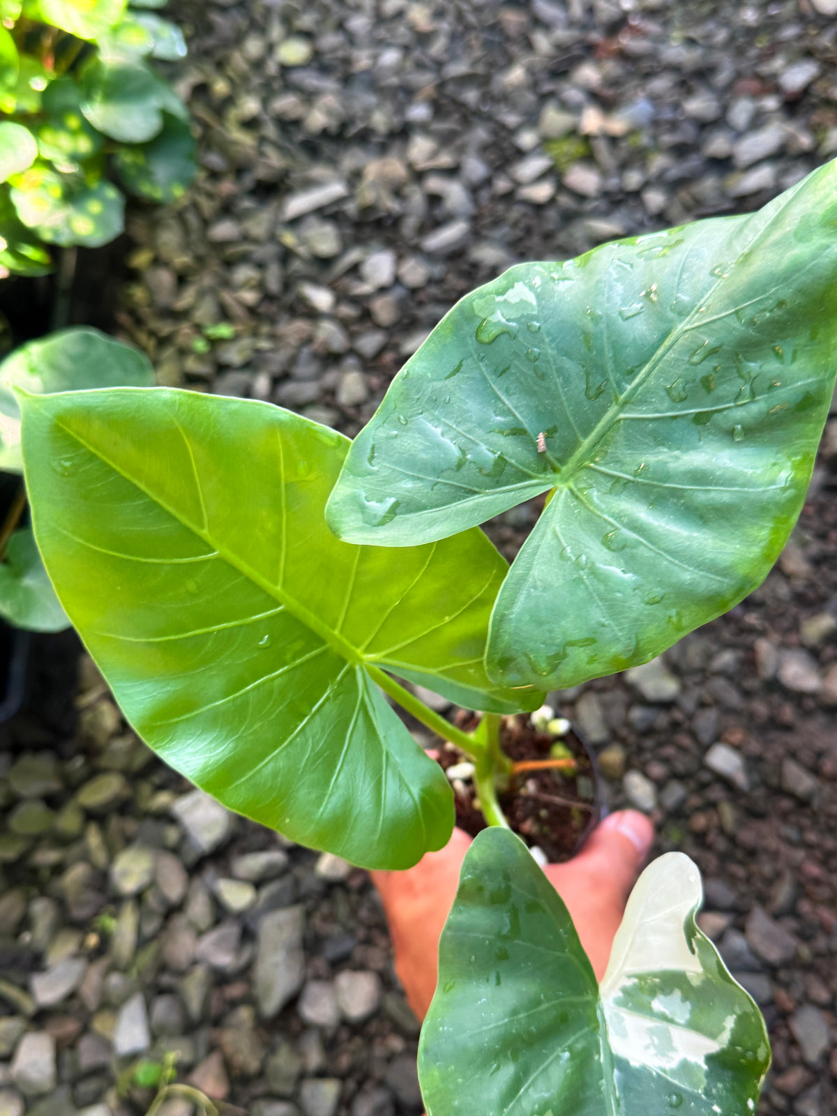 Alocasia 'Variegated Elephant's Ear' T80