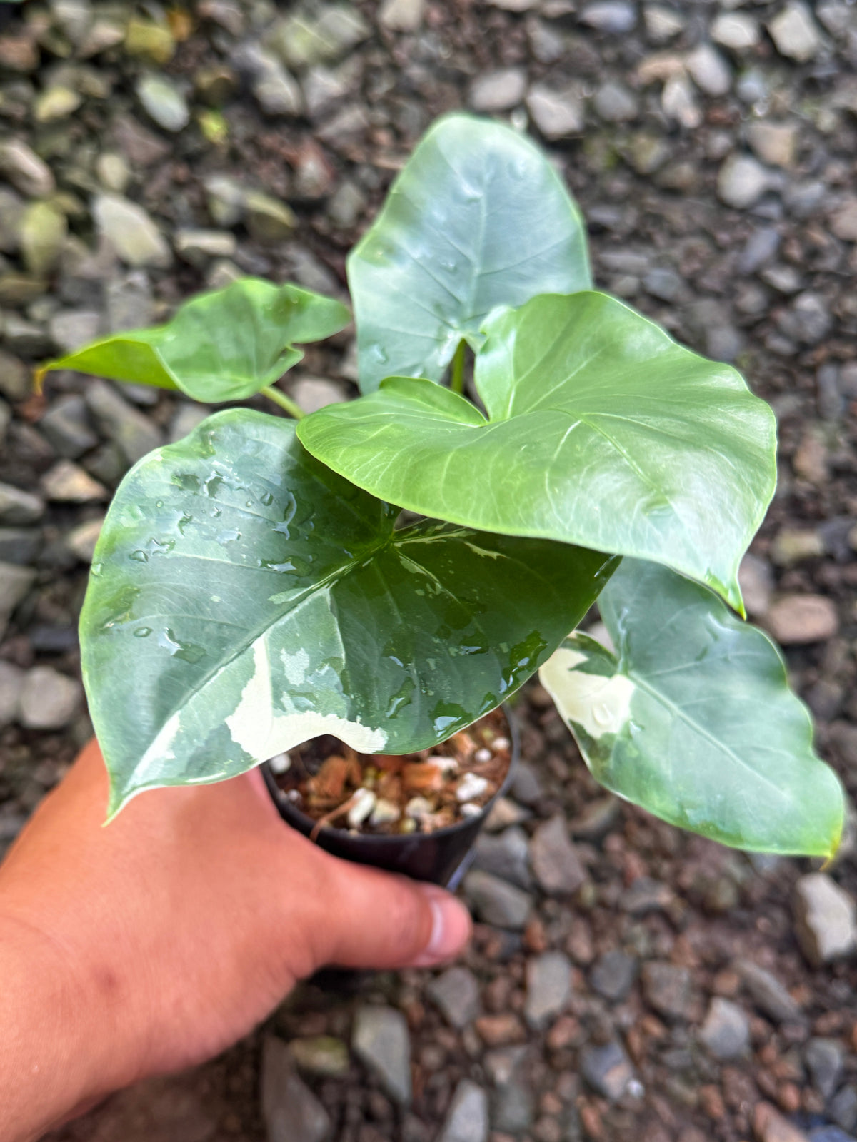 Alocasia 'Variegated Elephant's Ear' T81