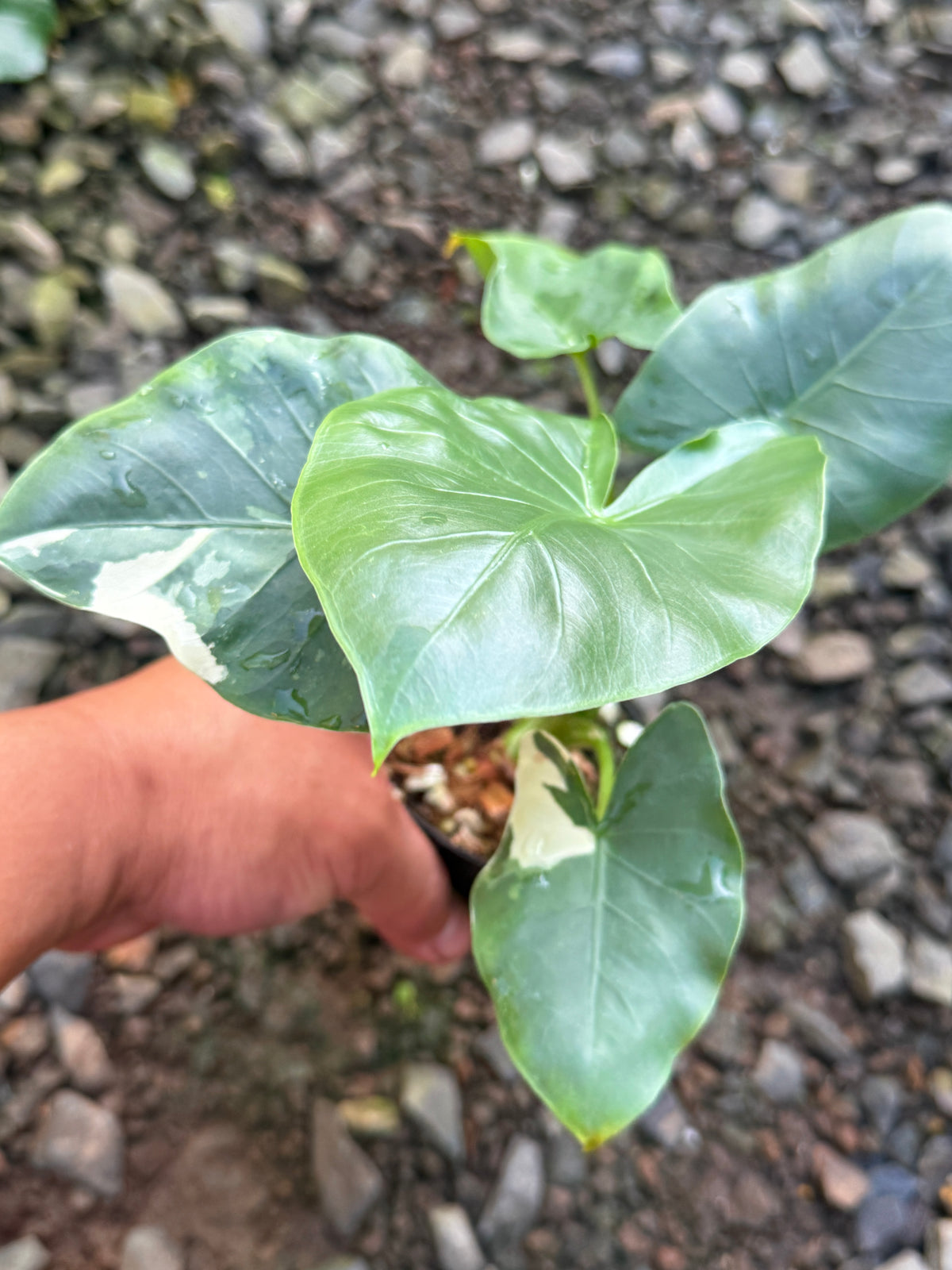 Alocasia 'Variegated Elephant's Ear' T81
