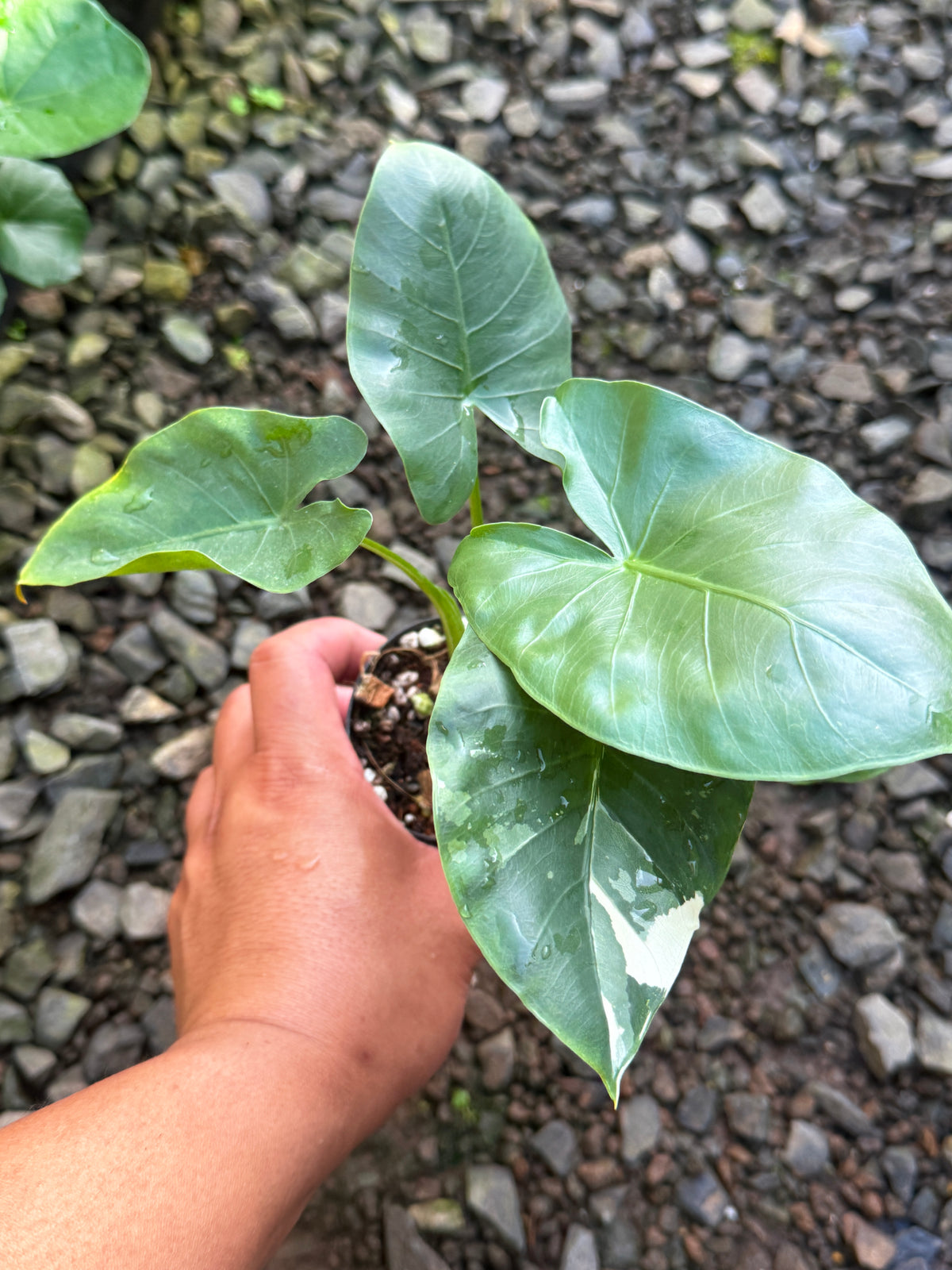 Alocasia 'Variegated Elephant's Ear' T81
