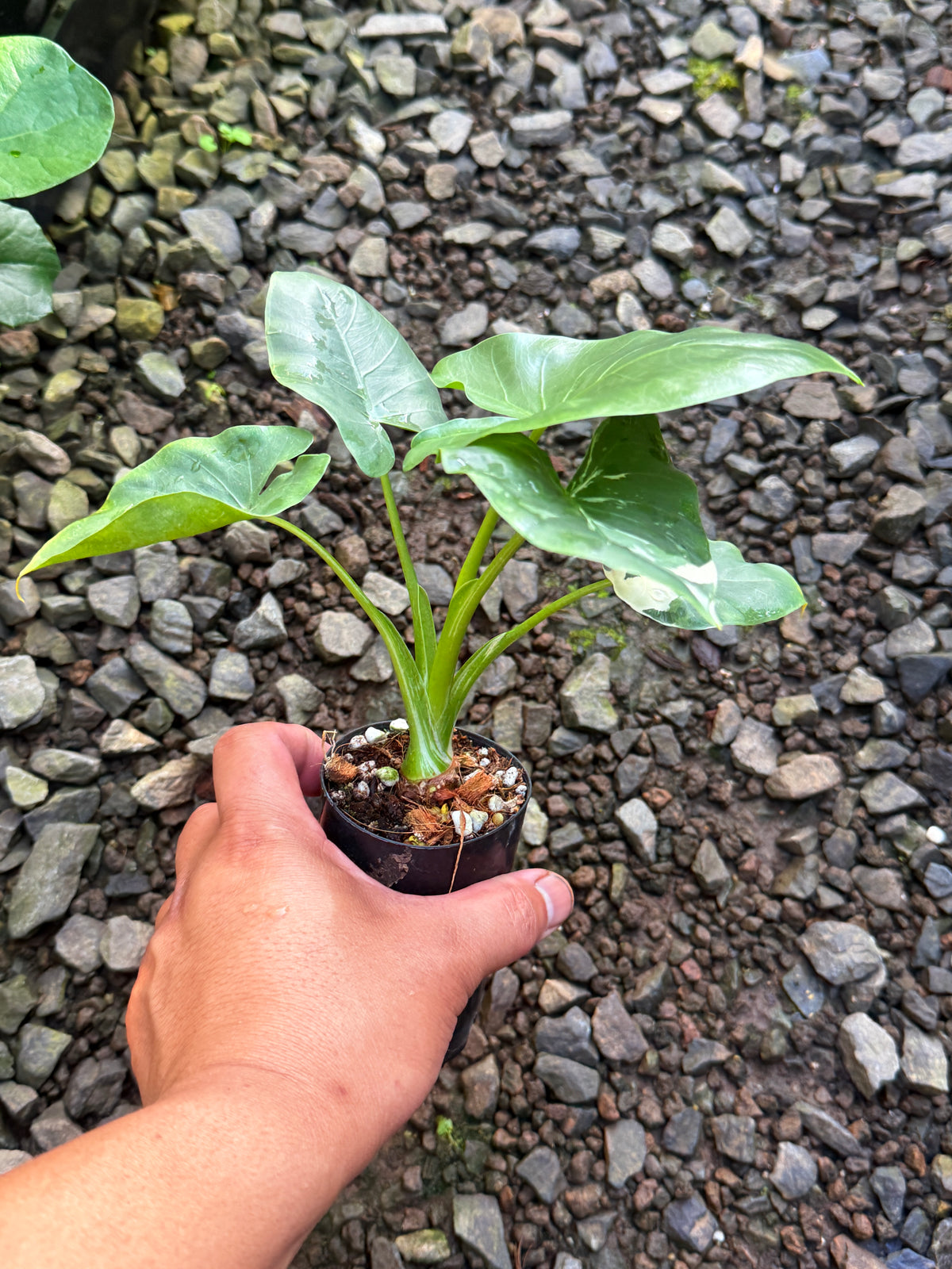 Alocasia 'Variegated Elephant's Ear' T81