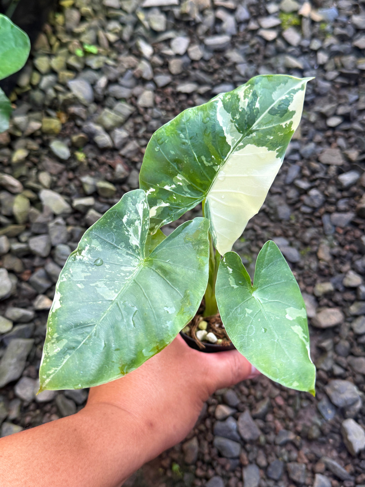 Alocasia 'Variegated Elephant's Ear' T78