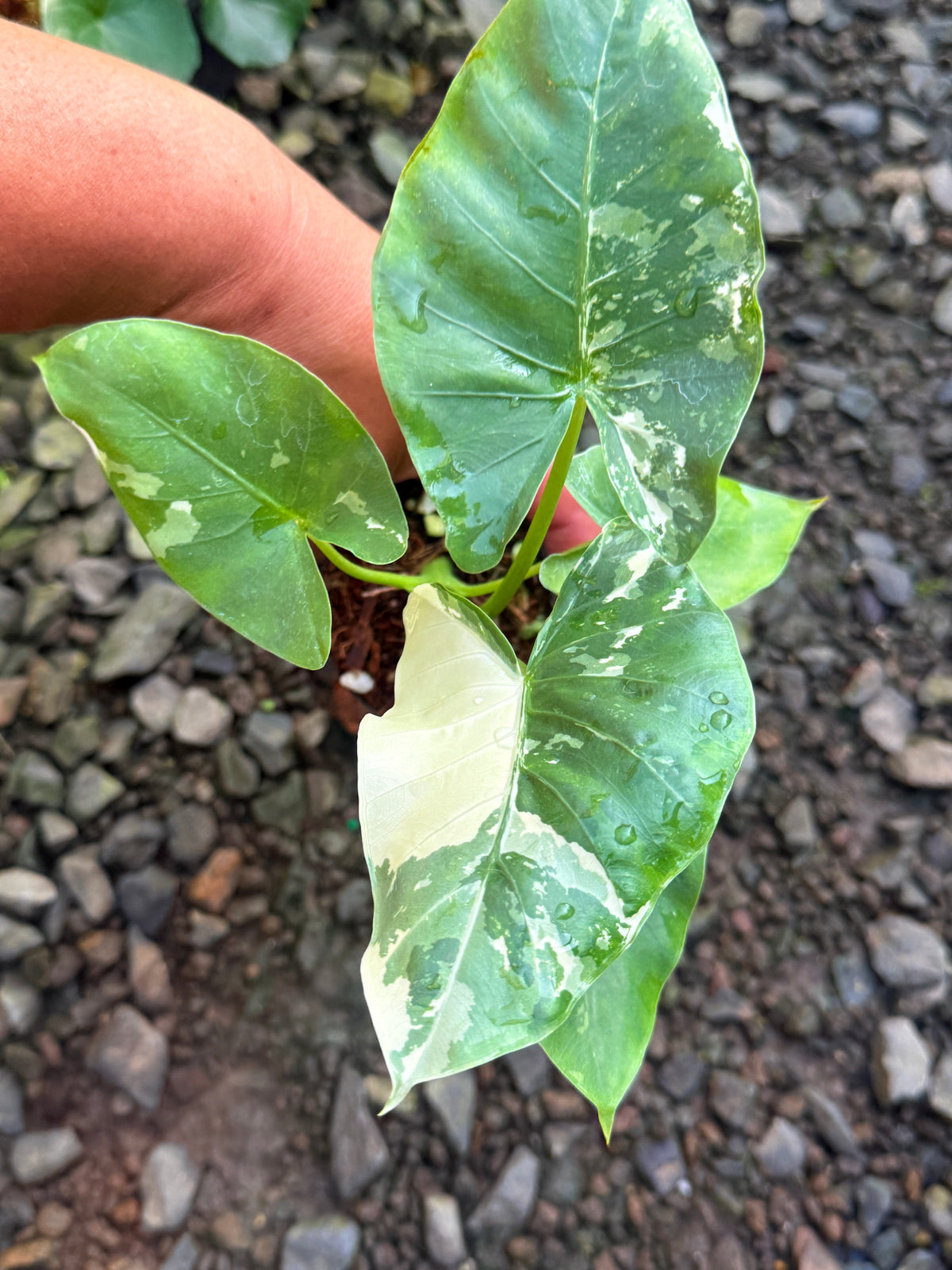 Alocasia 'Variegated Elephant's Ear' T78