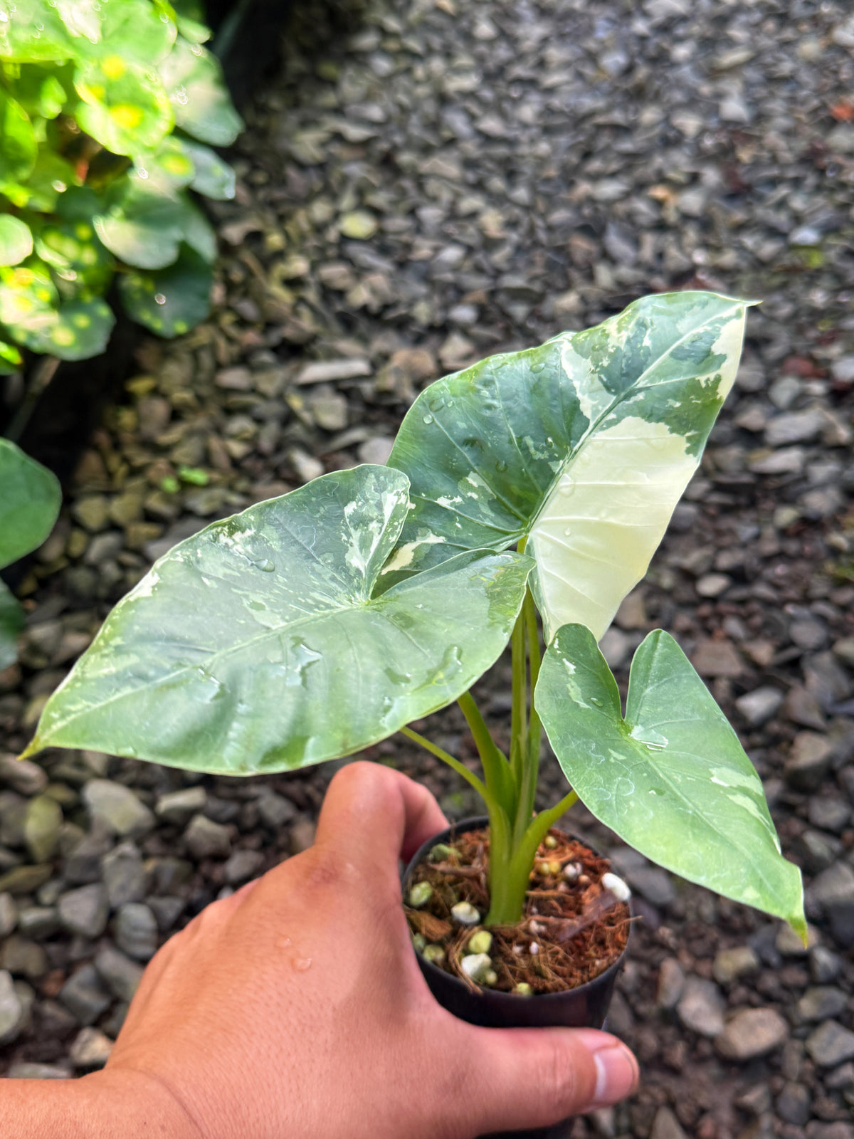 Alocasia 'Variegated Elephant's Ear' T78