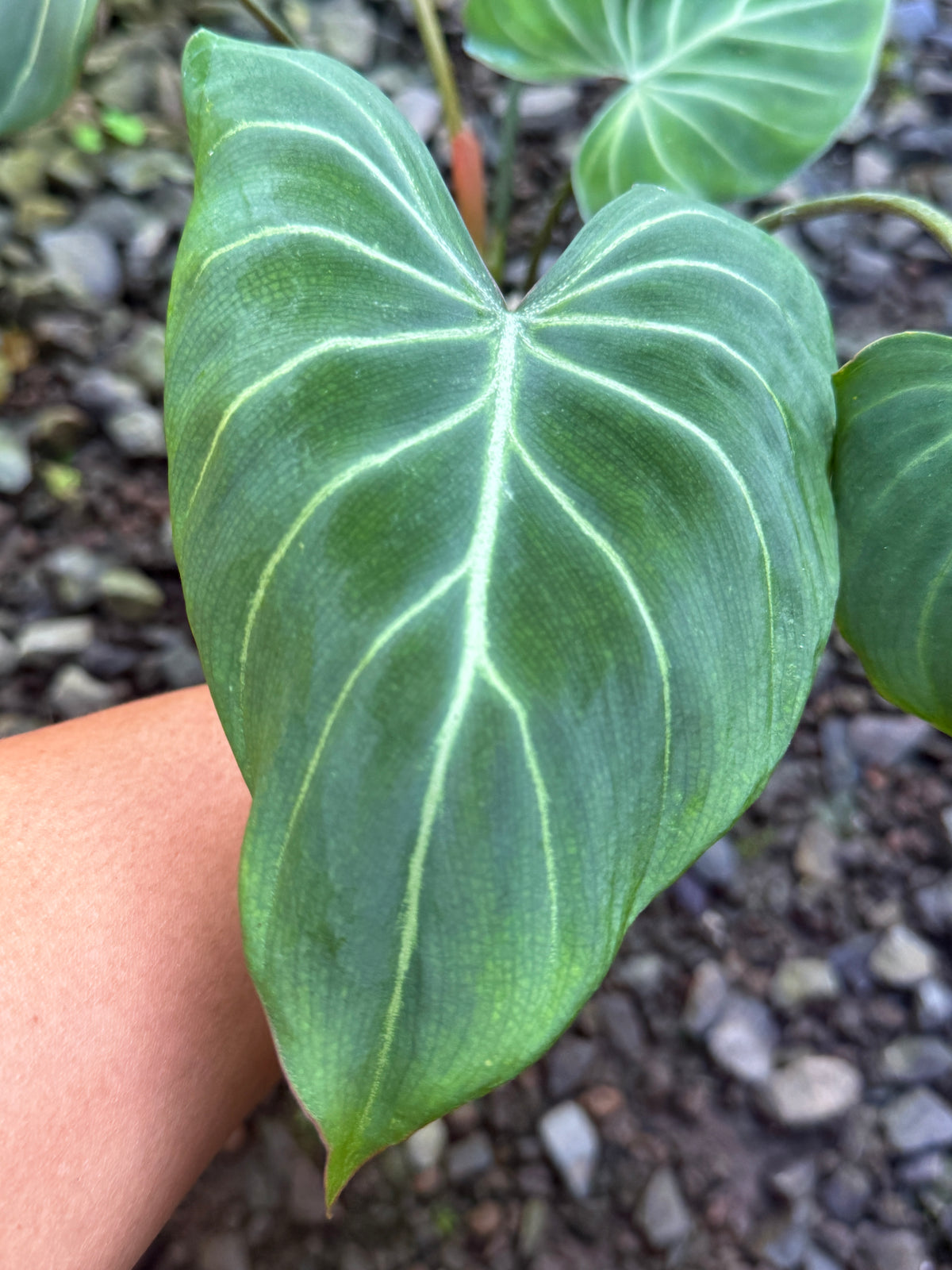 Philodendron Gloriosum Hybrid S49