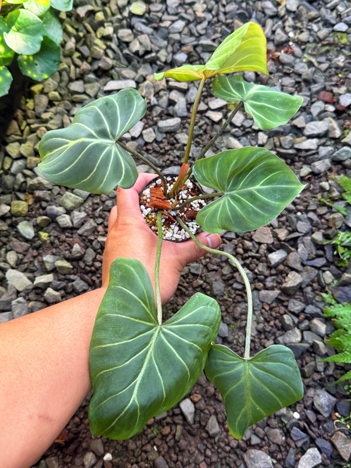 Philodendron Gloriosum Hybrid S49