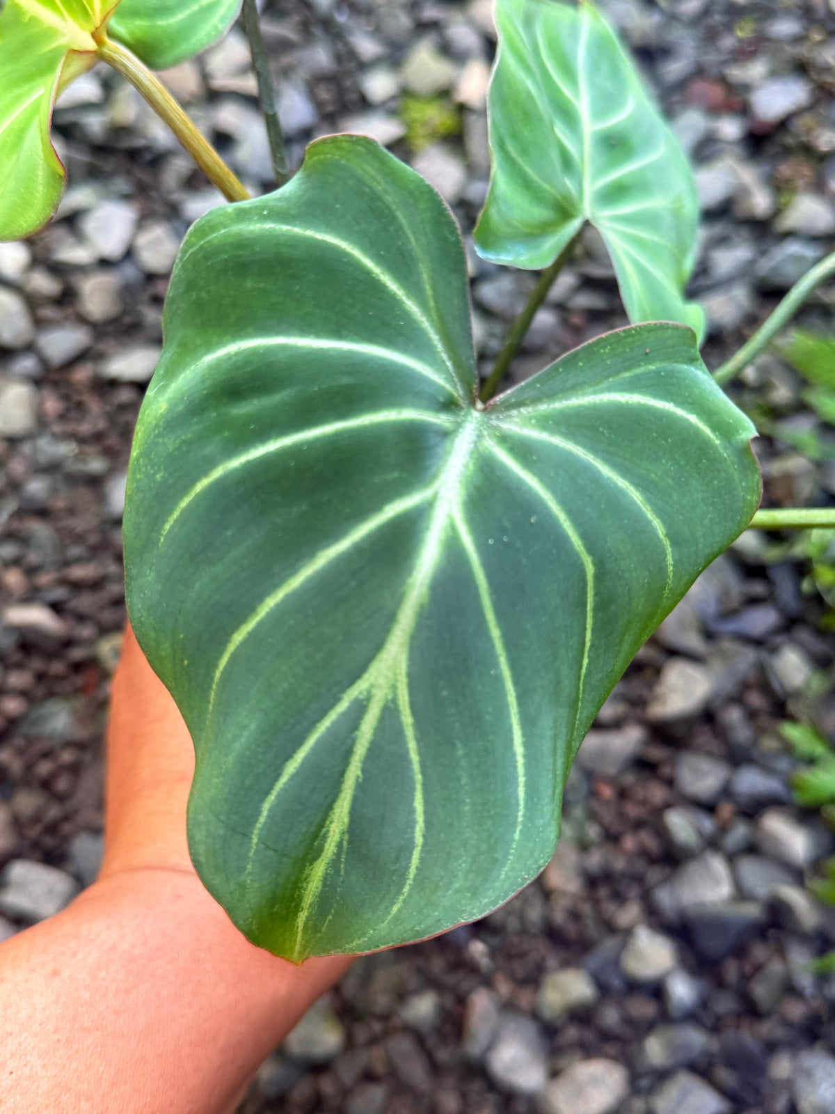 Philodendron Gloriosum Hybrid S49