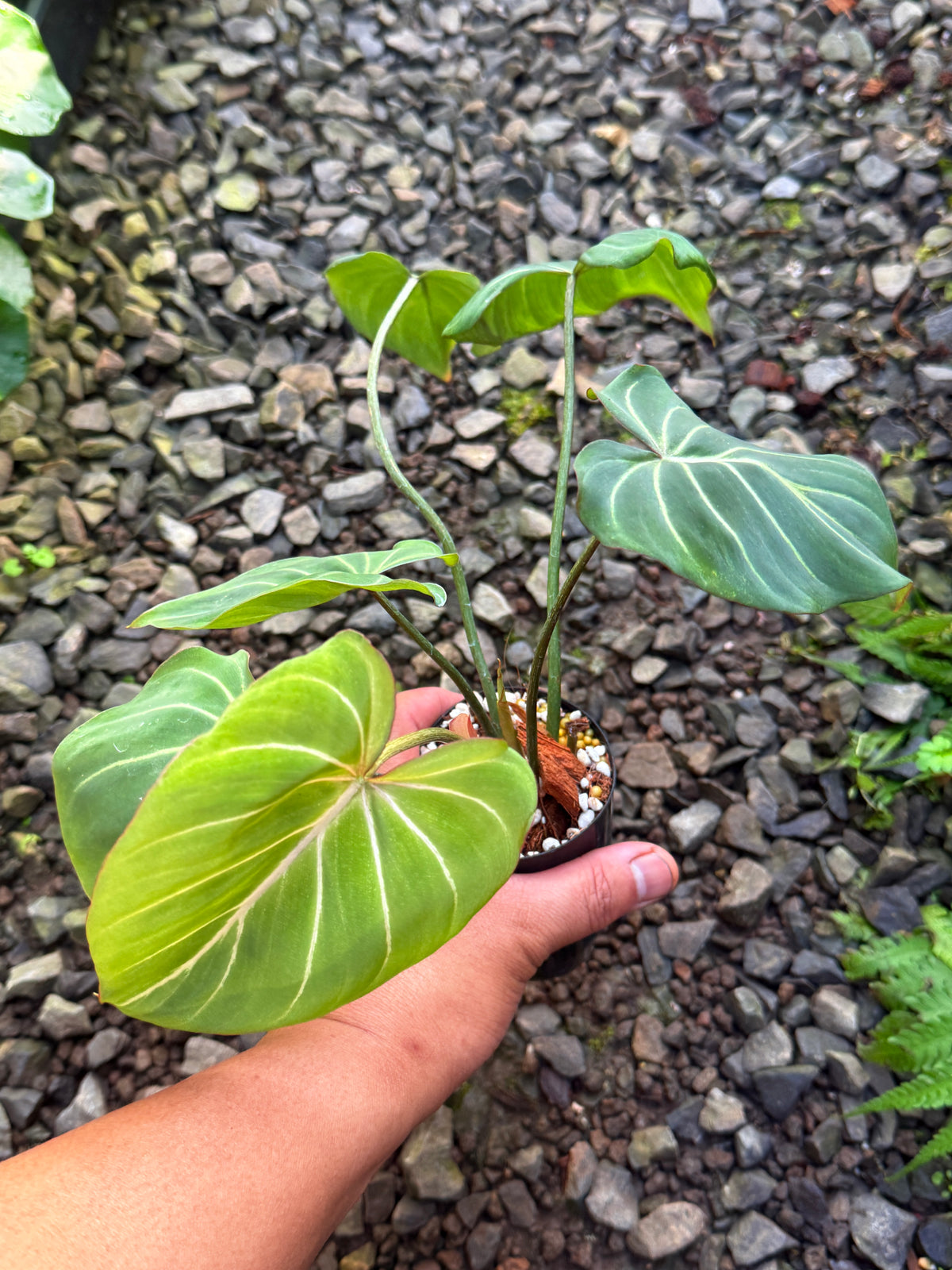 Philodendron Gloriosum Hybrid S49