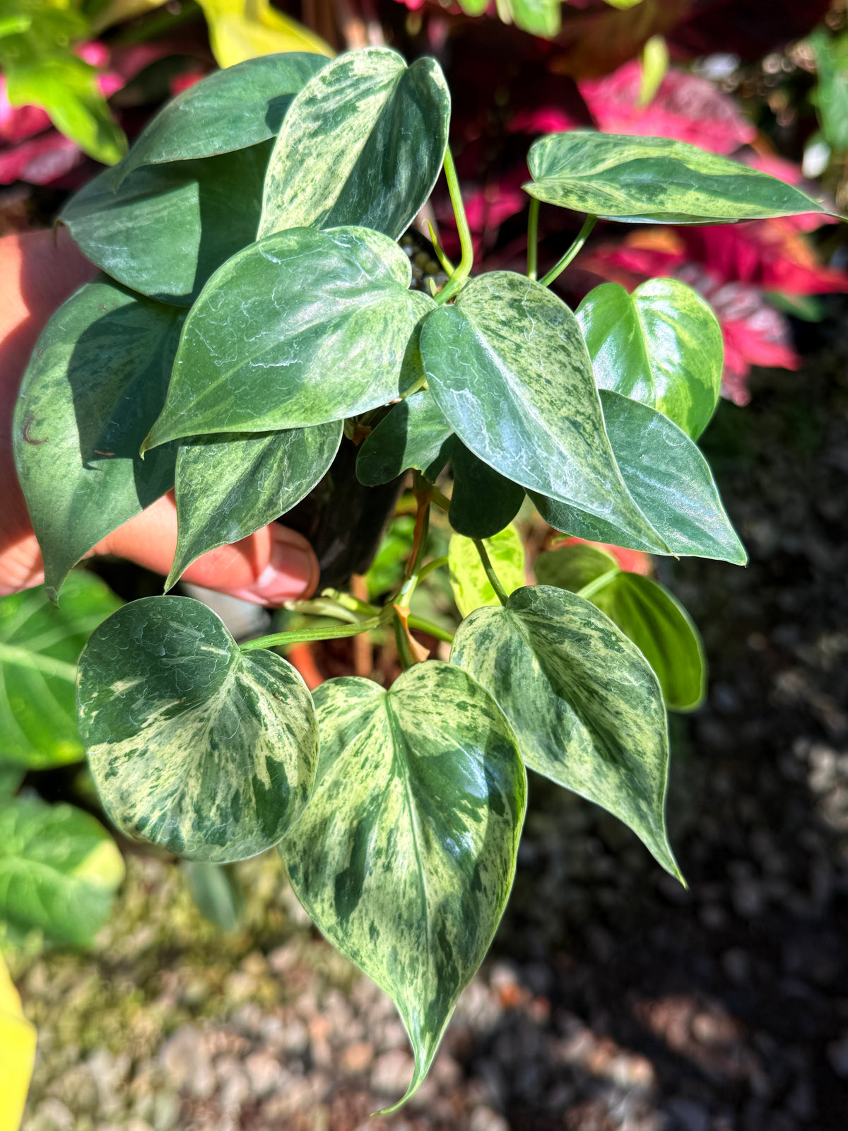 Philodendron Variegated Heart Leaf T76
