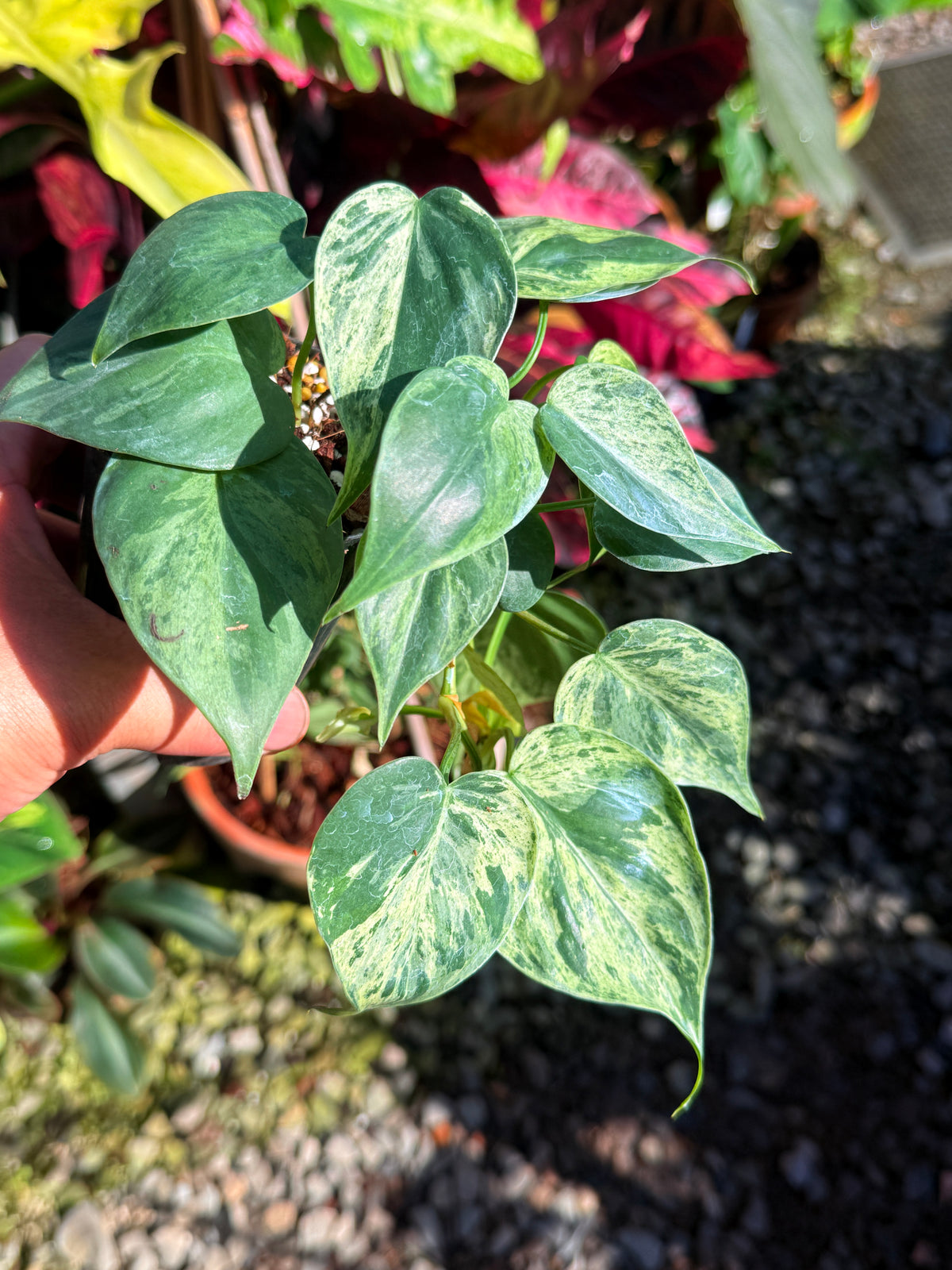 Philodendron Variegated Heart Leaf T76