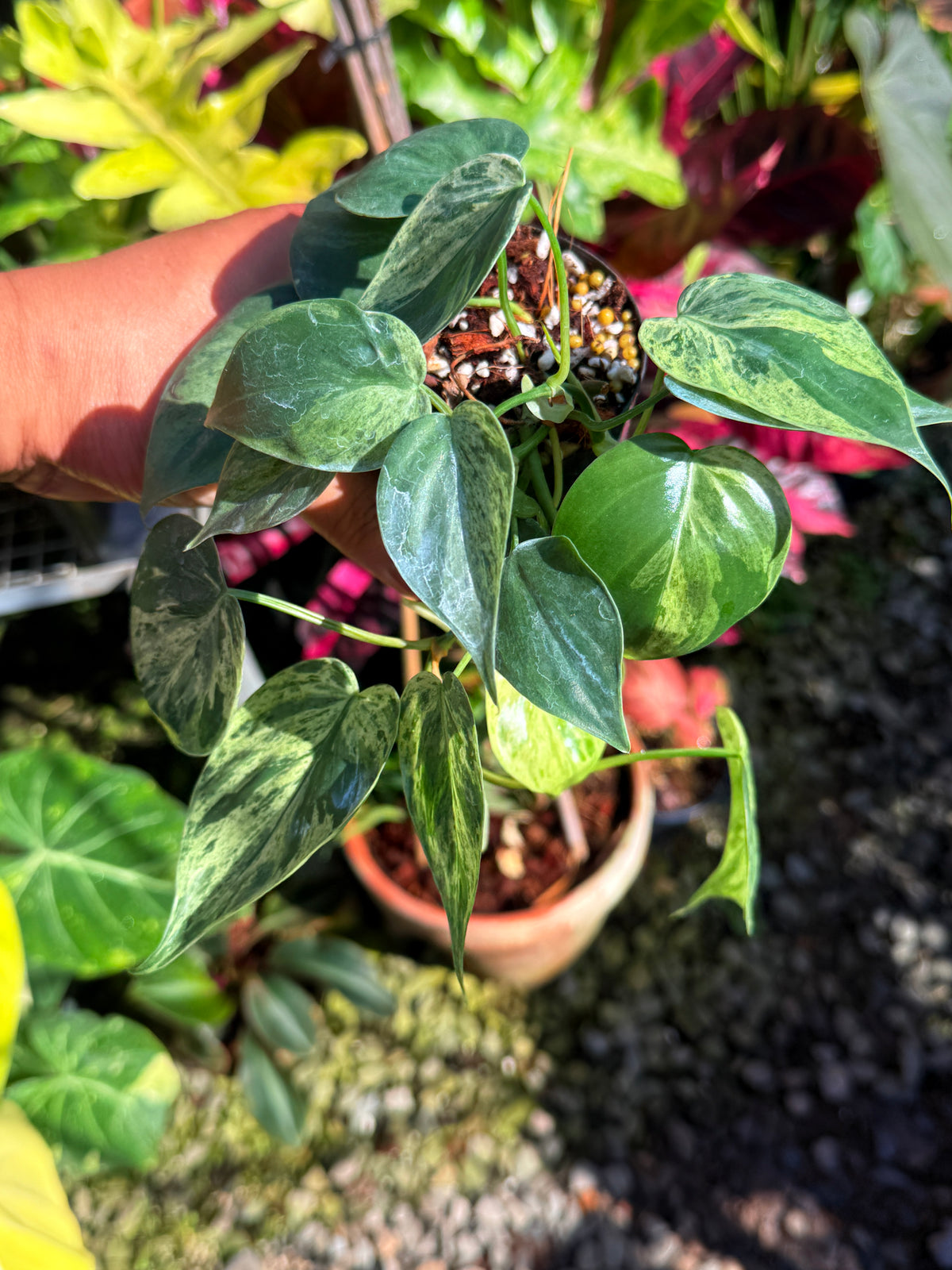Philodendron Variegated Heart Leaf T76