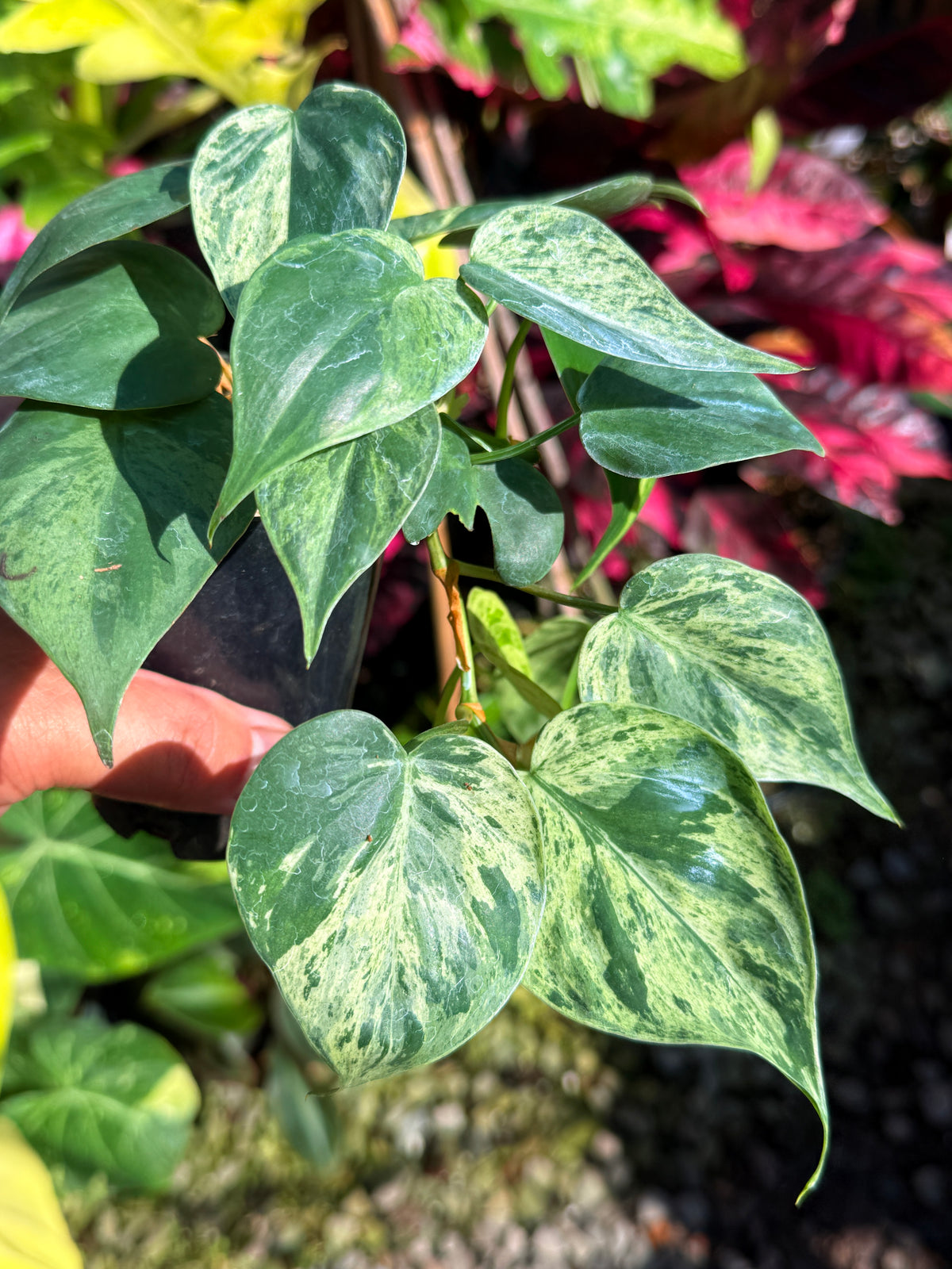 Philodendron Variegated Heart Leaf T76