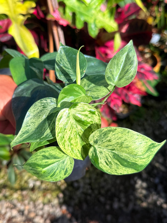 Philodendron Variegated Heart Leaf T75