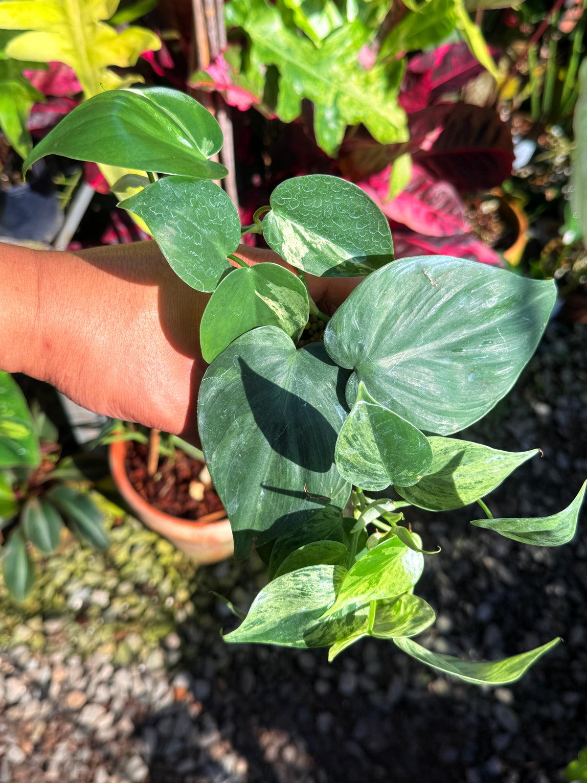 Philodendron Variegated Heart Leaf T75