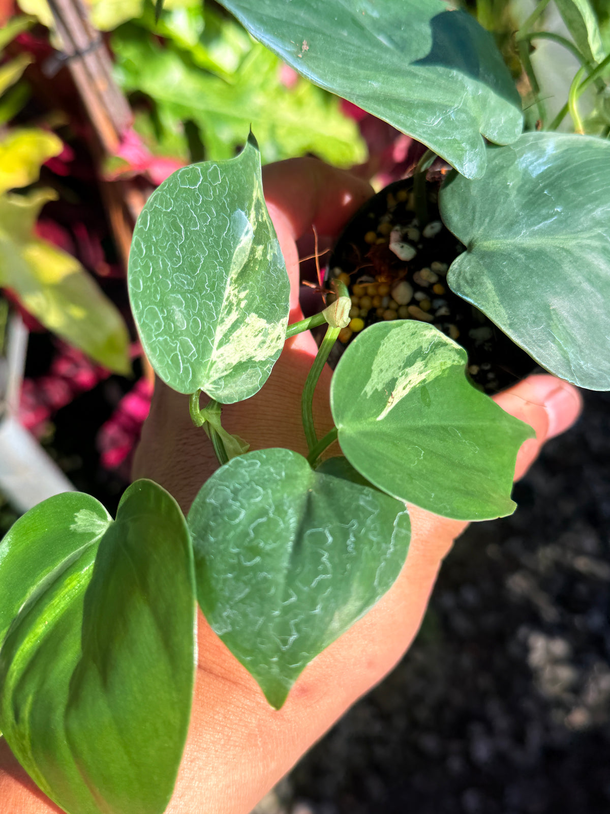 Philodendron Variegated Heart Leaf T75