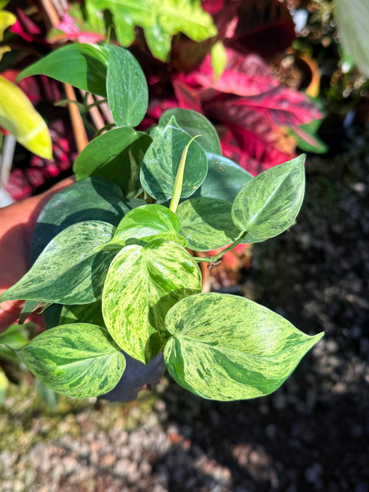 Philodendron Variegated Heart Leaf T75