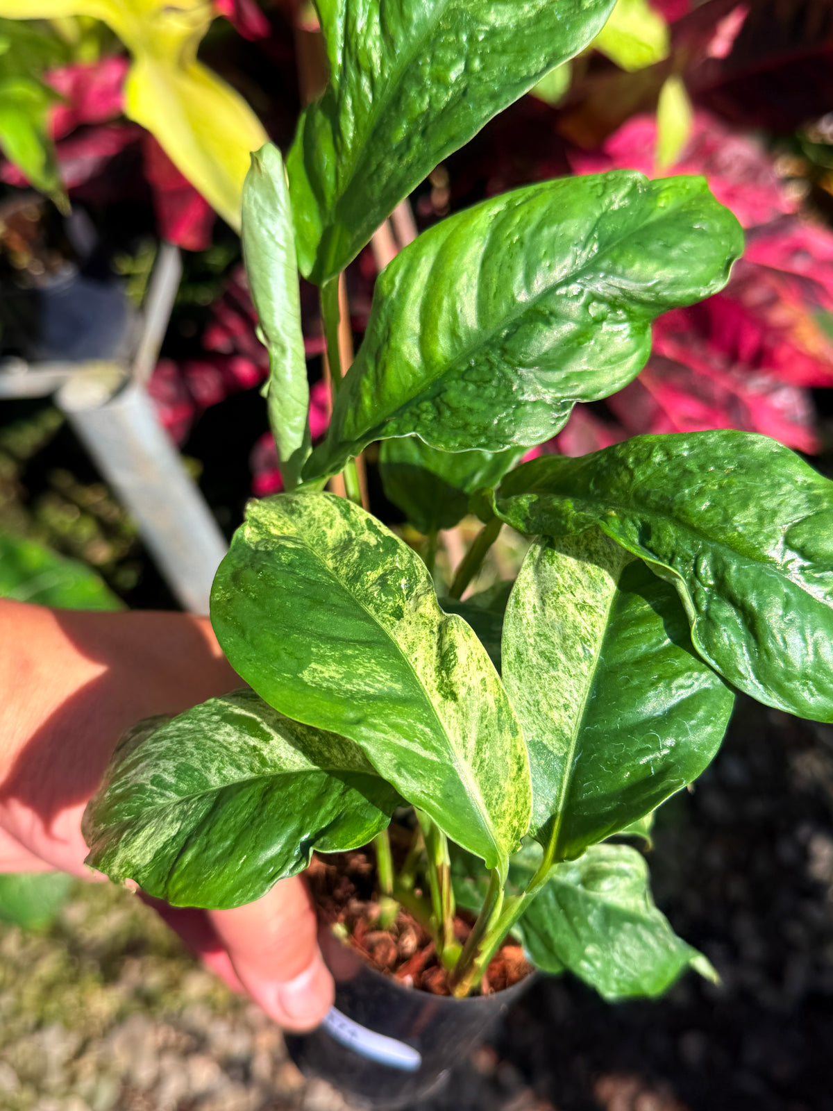 Rhaphidophora 'Puberula Variegata' T74