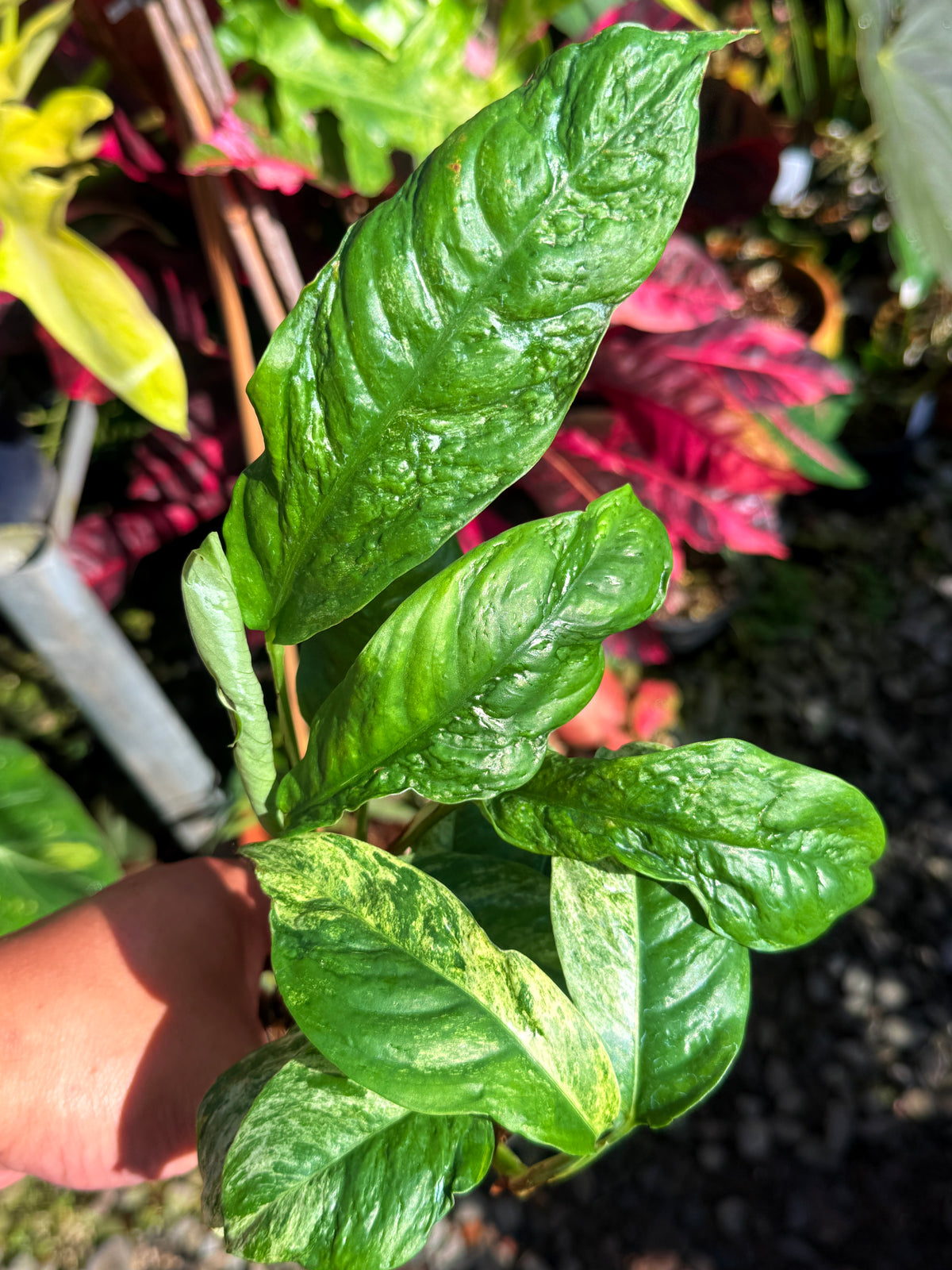 Rhaphidophora 'Puberula Variegata' T74