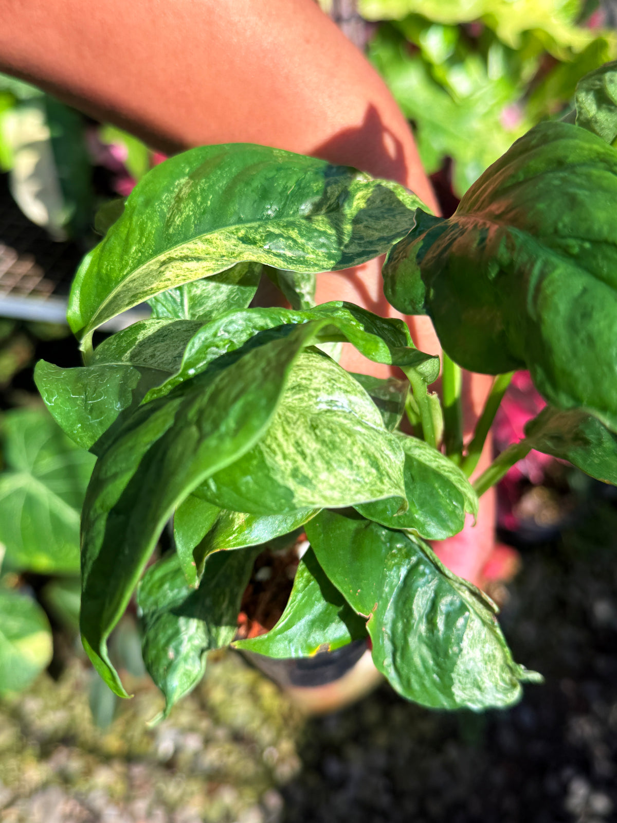 Rhaphidophora 'Puberula Variegata' T74