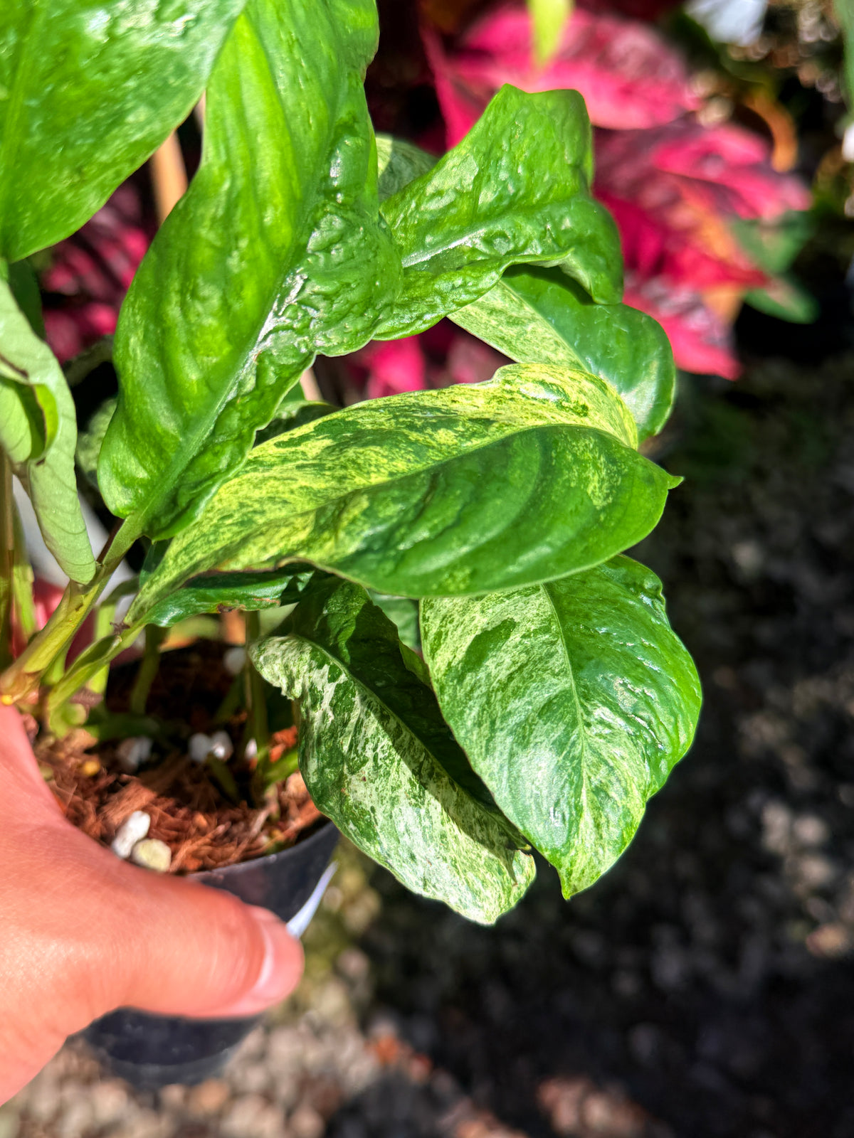 Rhaphidophora 'Puberula Variegata' T74