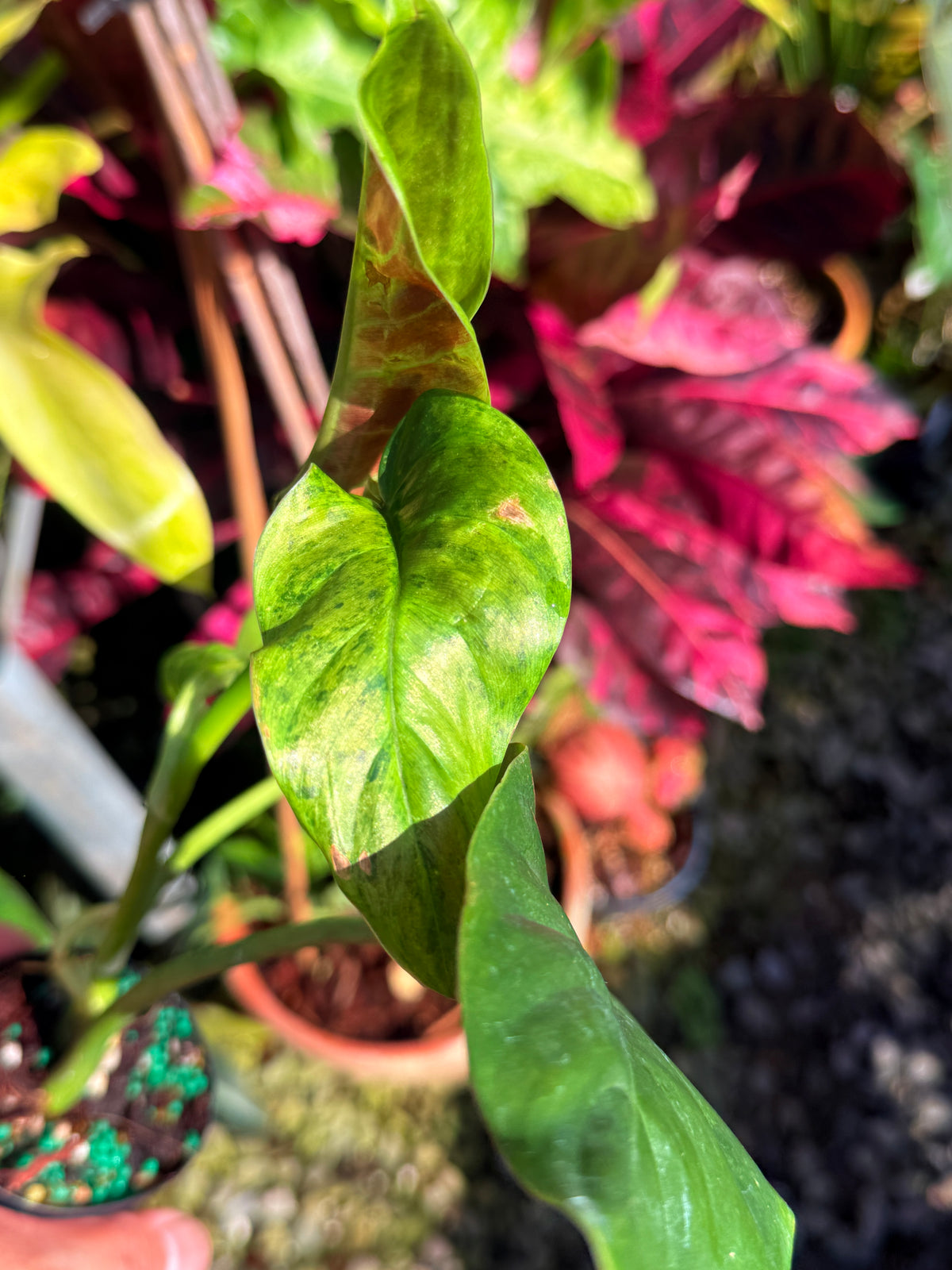 Philodendron 'Subhastum Variegated' T72