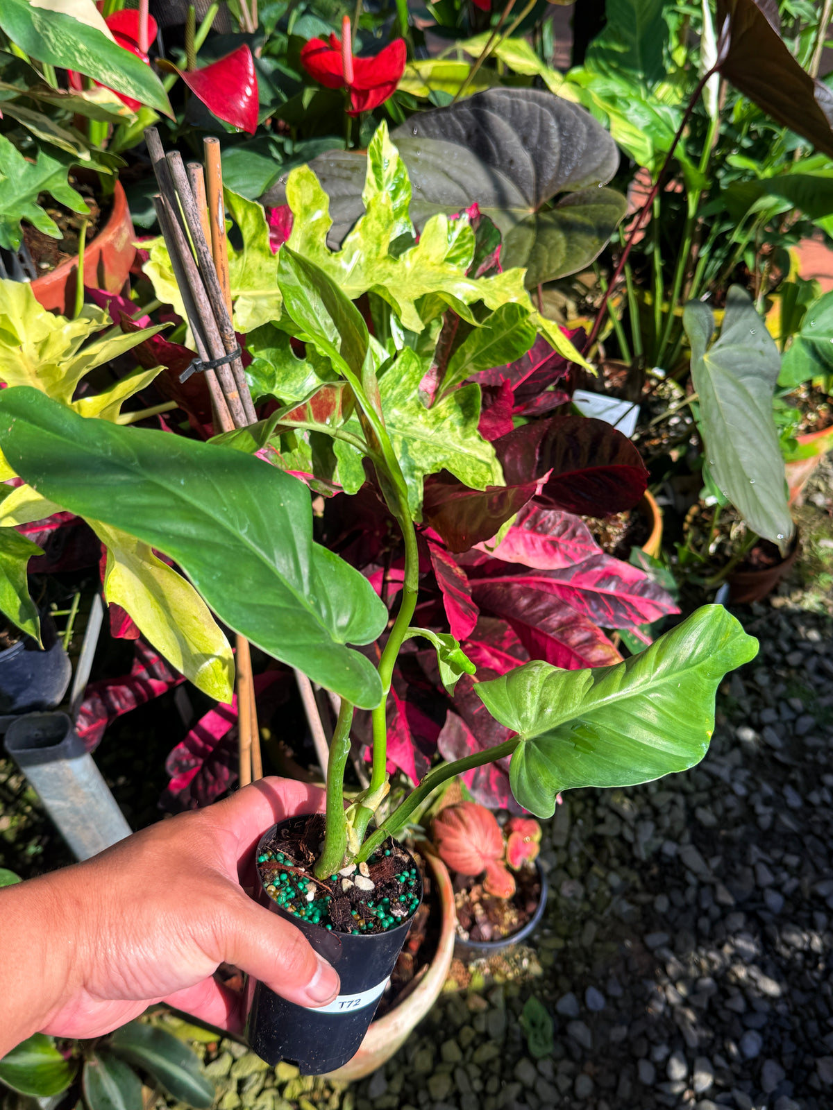 Philodendron 'Subhastum Variegated' T72