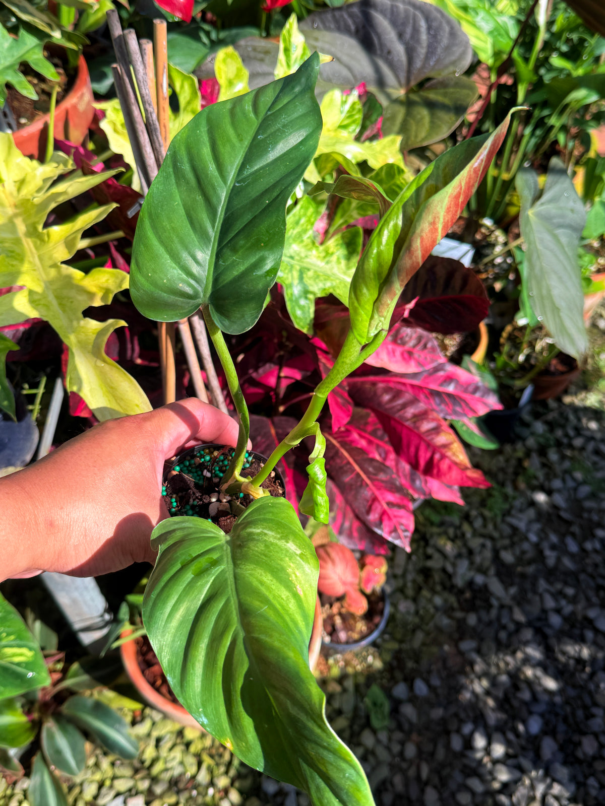 Philodendron 'Subhastum Variegated' T72
