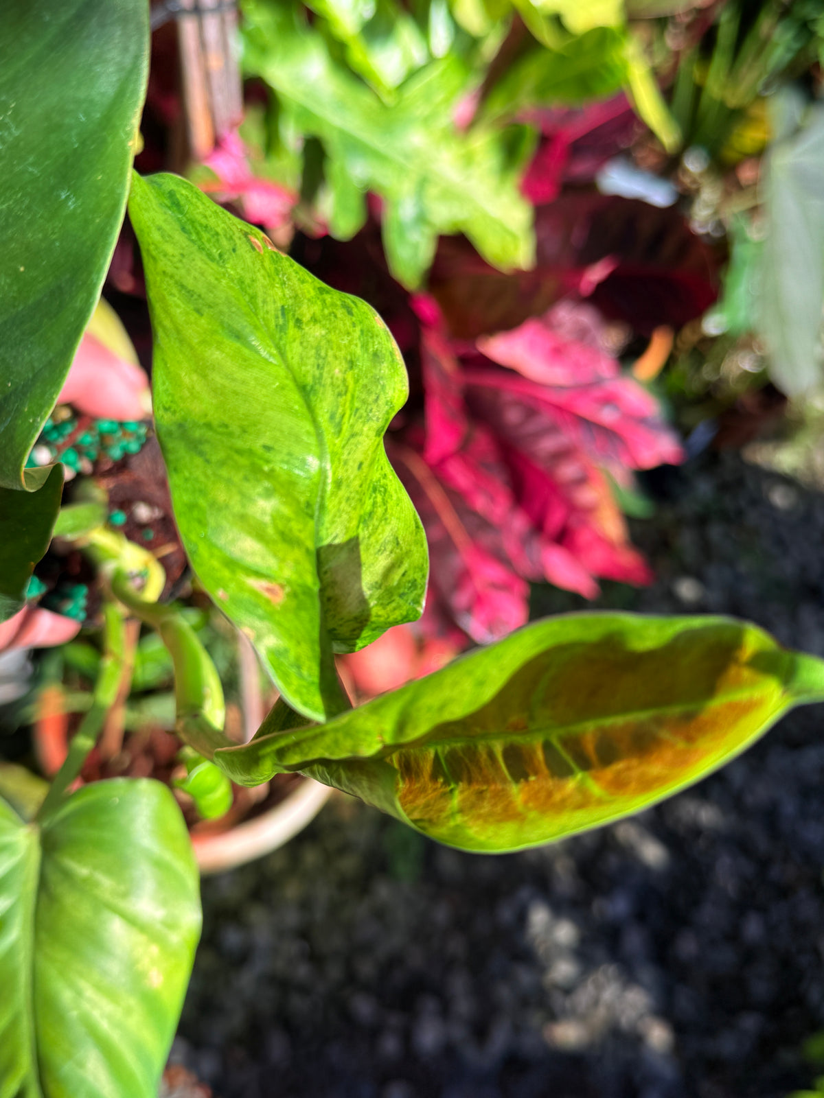Philodendron 'Subhastum Variegated' T72