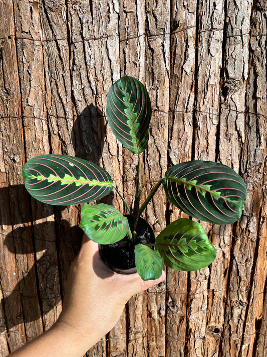 Maranta leuconeura Red Vein Prayer Plant