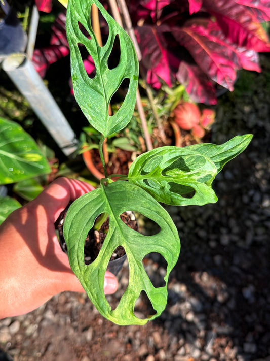 Monstera adansonii 'Indo Form' Variegata T73