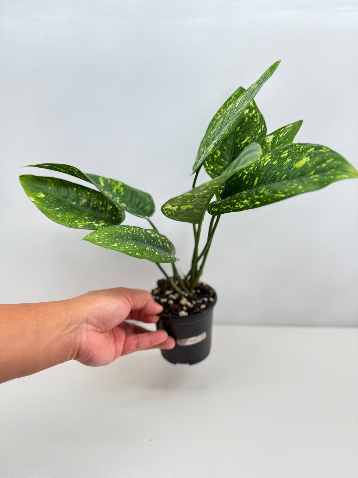 Aglaonema Golden Sand F32