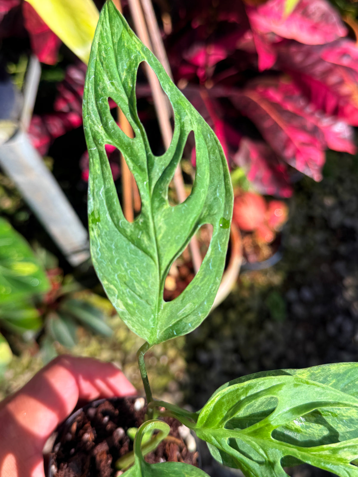 Monstera adansonii 'Indo Form' Variegata T73