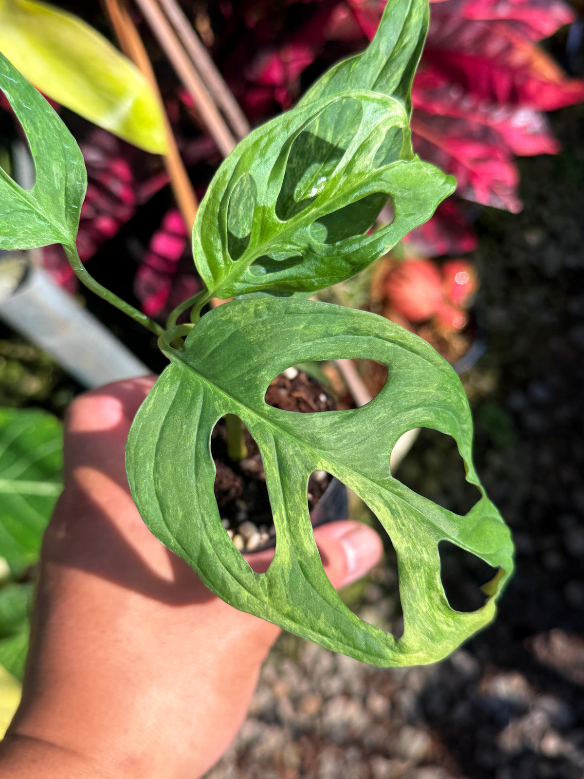 Monstera adansonii 'Indo Form' Variegata T73