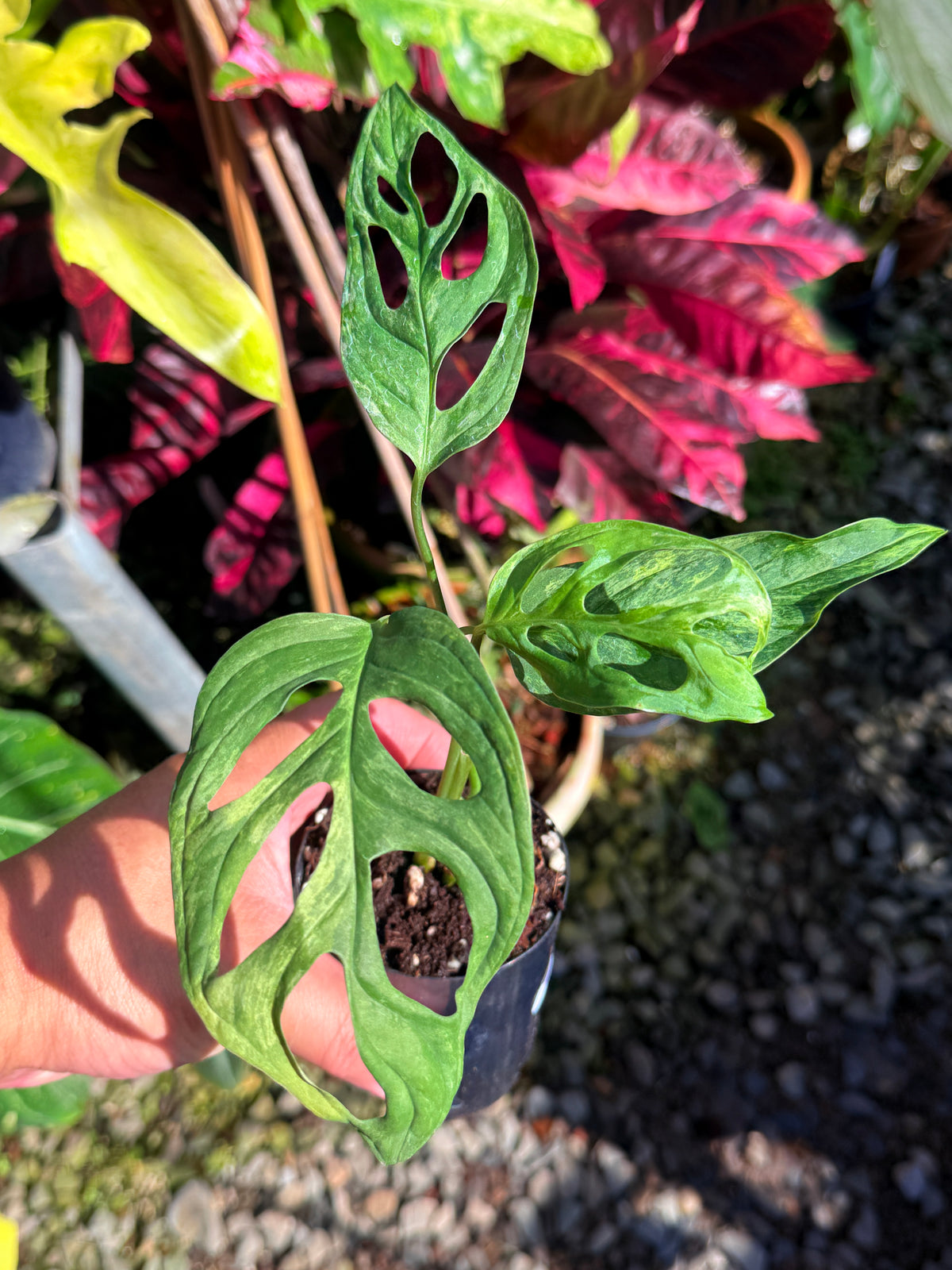 Monstera adansonii 'Indo Form' Variegata T73