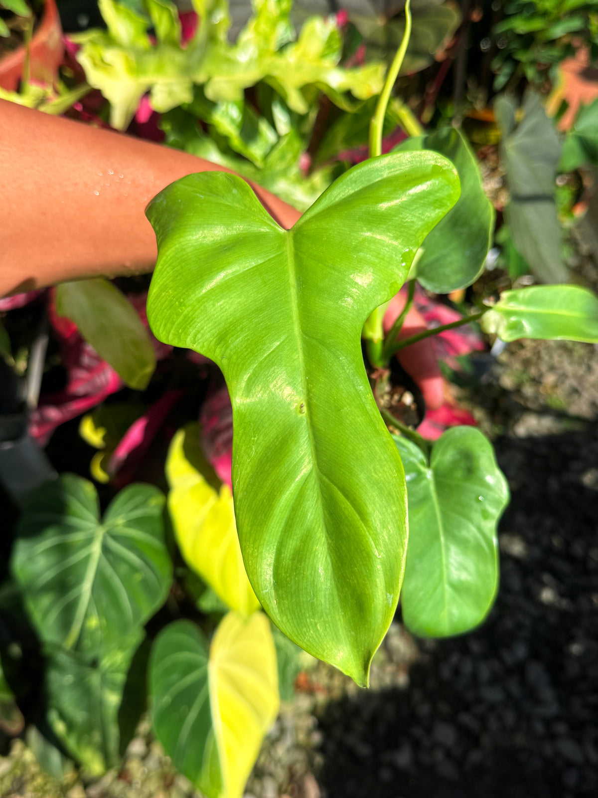 Philodendron bipennifolium 'Neon' T70