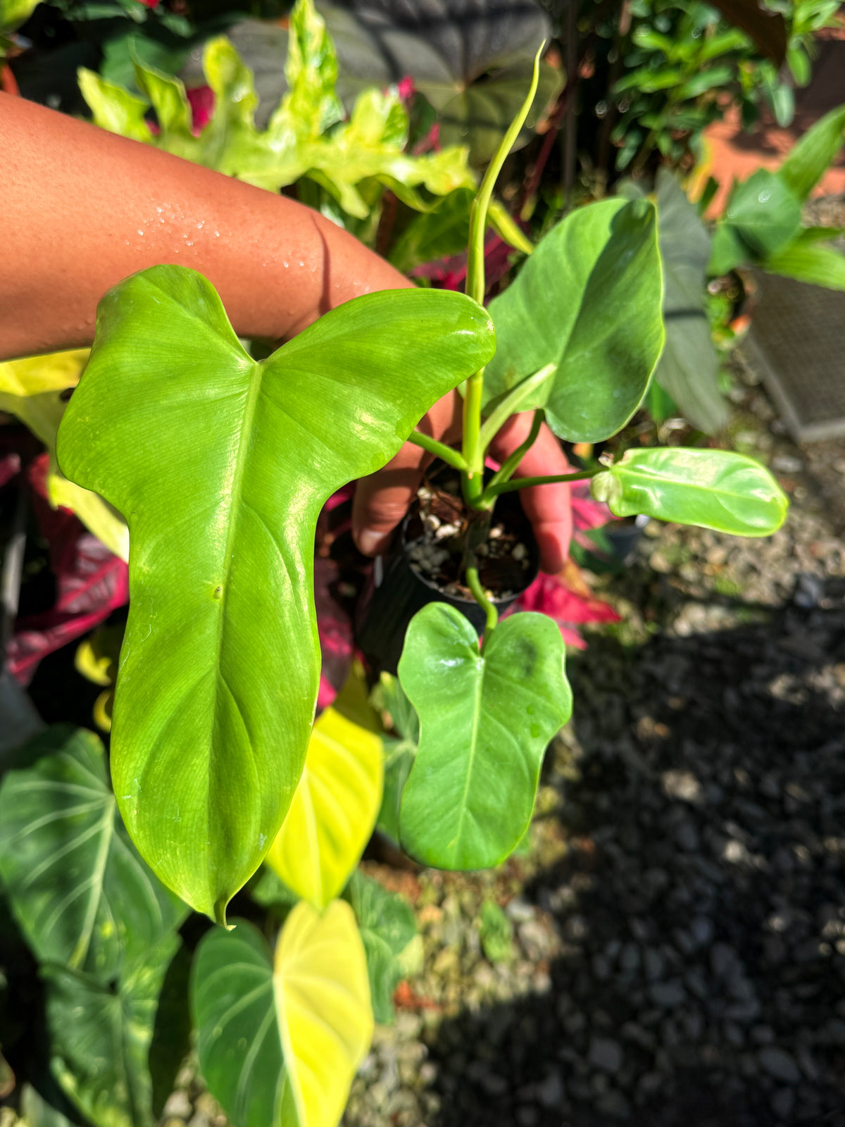 Philodendron bipennifolium 'Neon' T70