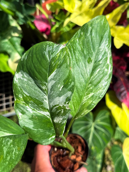 Monstera lechleriana Variegated T82