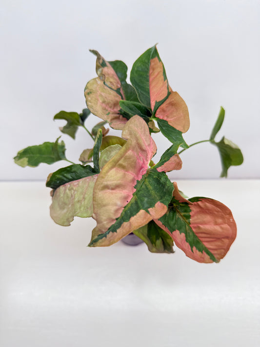 Syngonium 'Beauty' B48