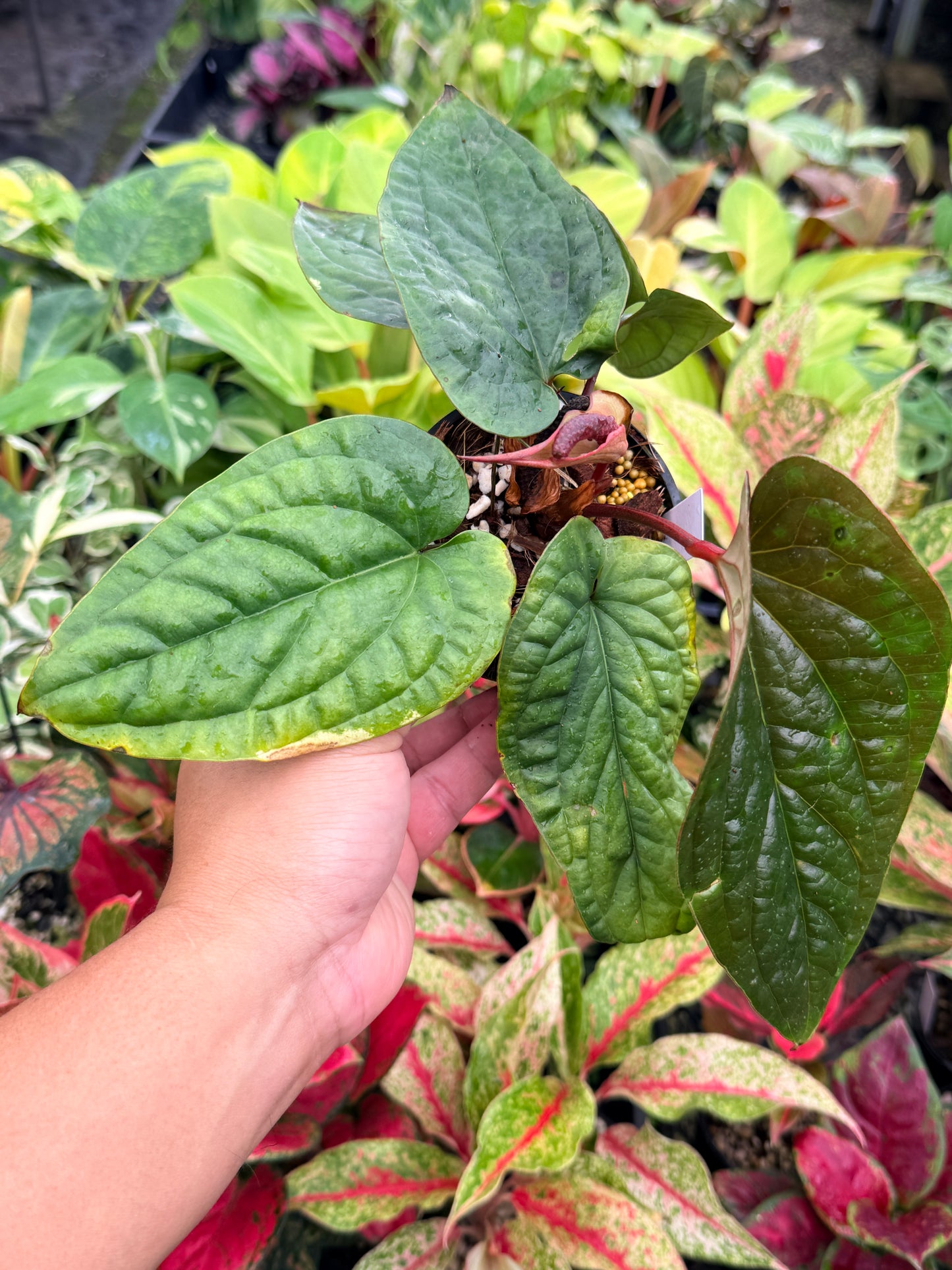 Anthurium luxurians × radicans N36