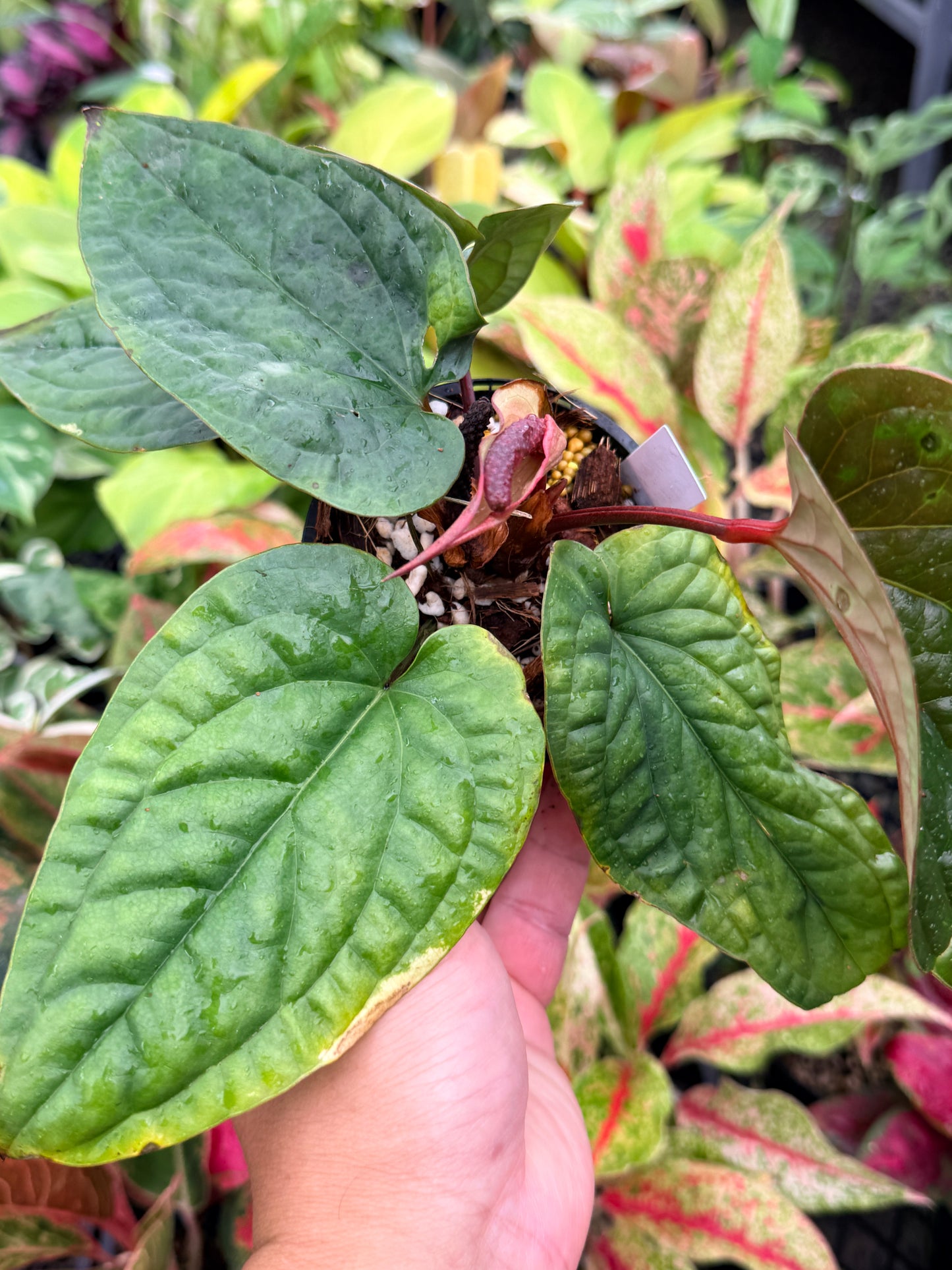 Anthurium luxurians × radicans N36