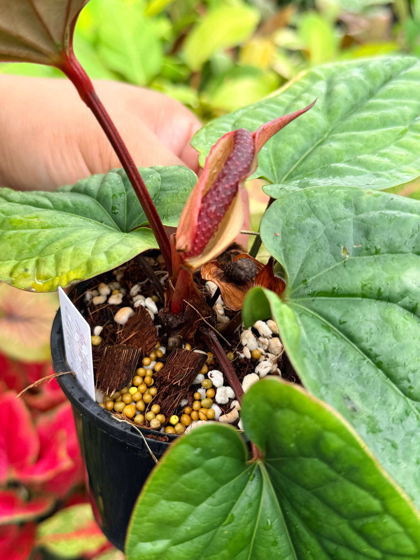 Anthurium luxurians × radicans N36
