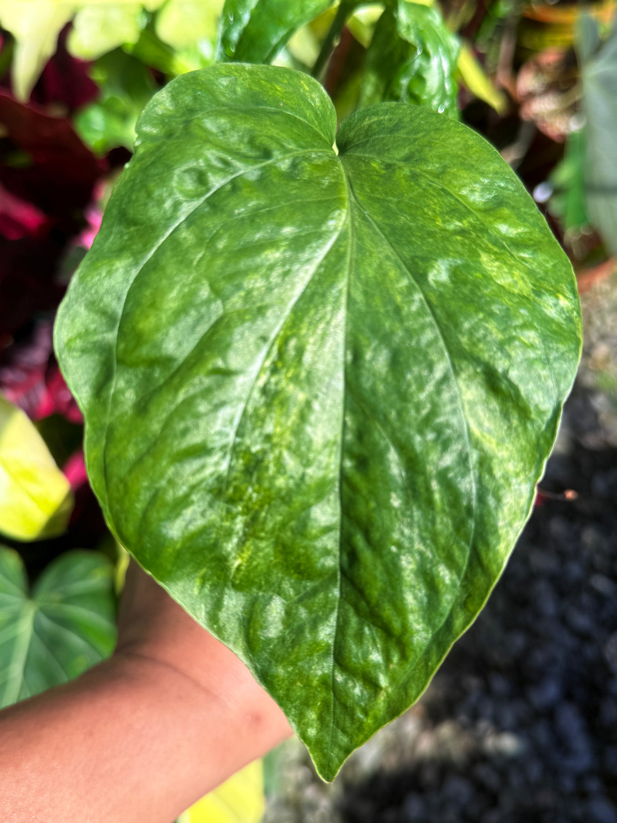 Amydrium "Medium Variegata' Q13