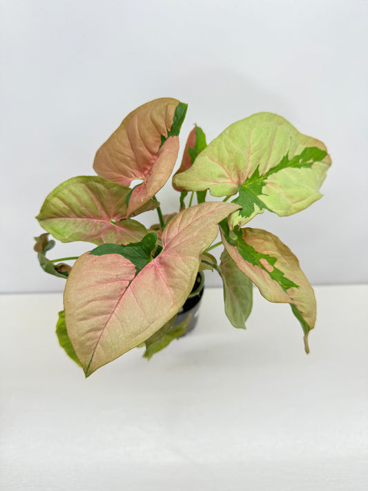 Syngonium 'Beauty' B49